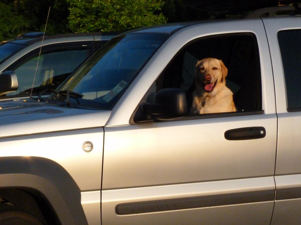 บริการ Pet Taxi รับส่งสัตว์เลี้ยง แอร์เย็น มีกรง กรุงเทพฯ-หัวหิน-พัทยา