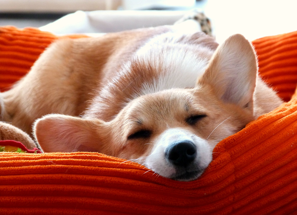 Saturday Morning Corgi & Short-Legs Playdates at Benjakitti