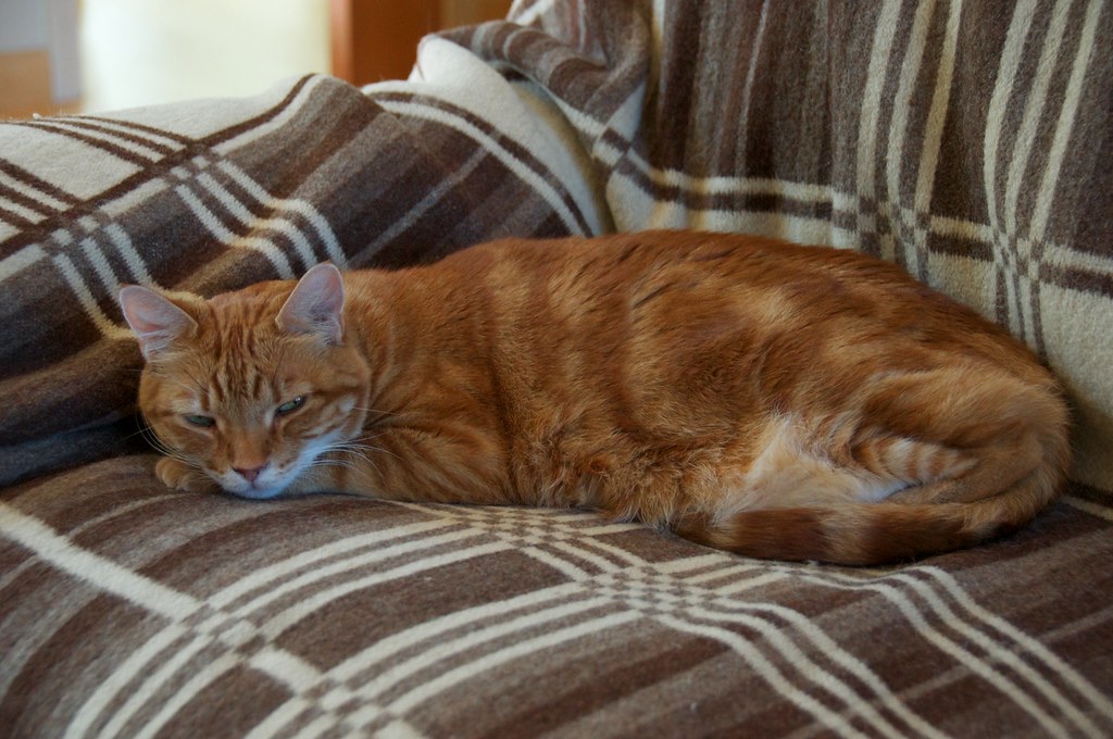 Catsitter francophone à Bangkok (Sukhumvit & Sathorn)