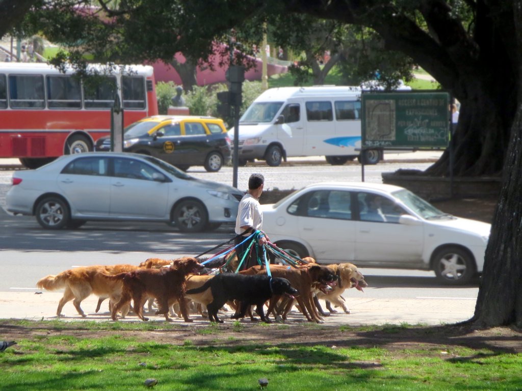 Paseos de perros en Sukhumvit (Asok a Ekkamai) - Español/Inglés