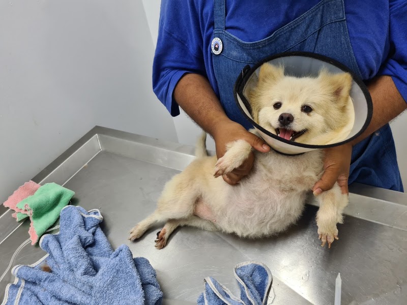 Get Well Pet Hospital