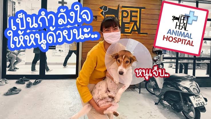 PETHEAL VET HOSPITAL