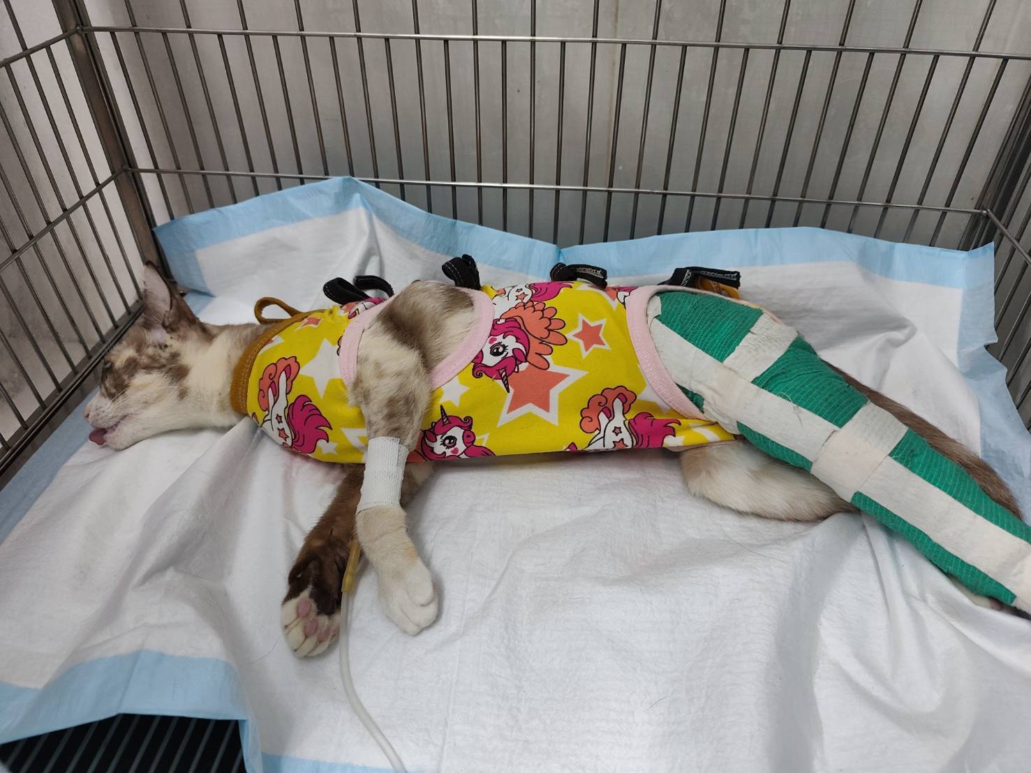 Dear Friend Animal Hospital