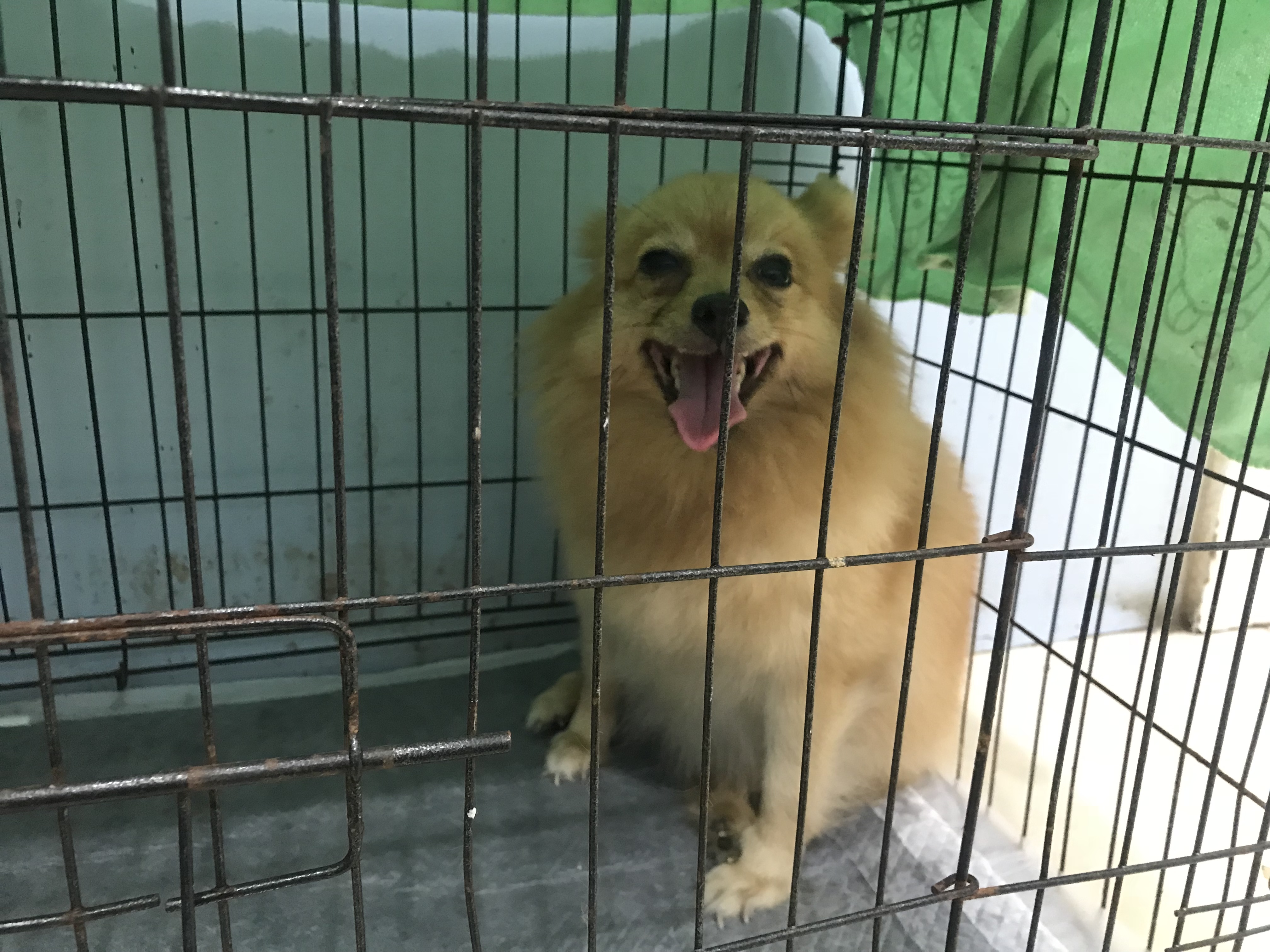 Liabwari Animal Hospital