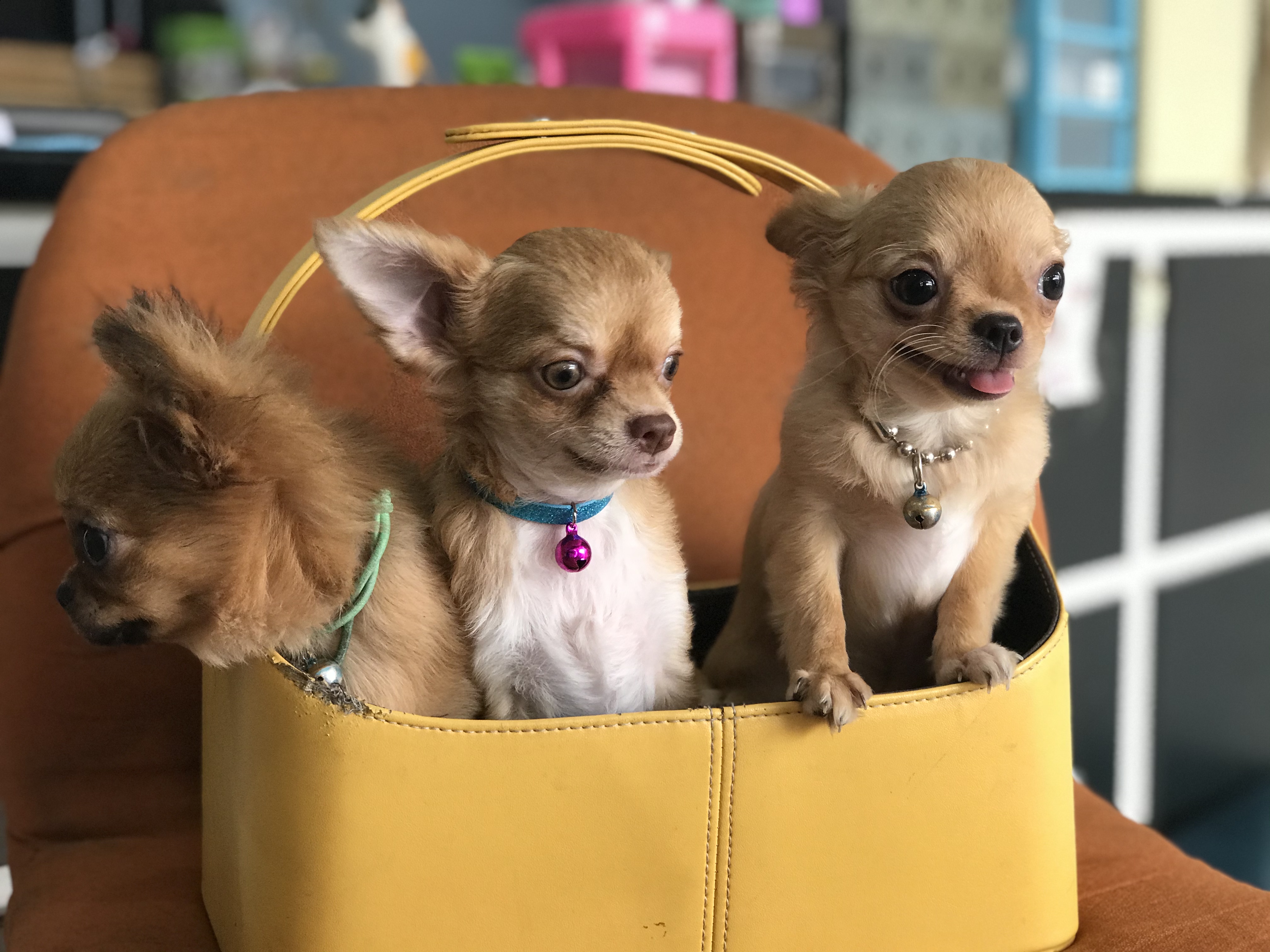 Liabwari Animal Hospital
