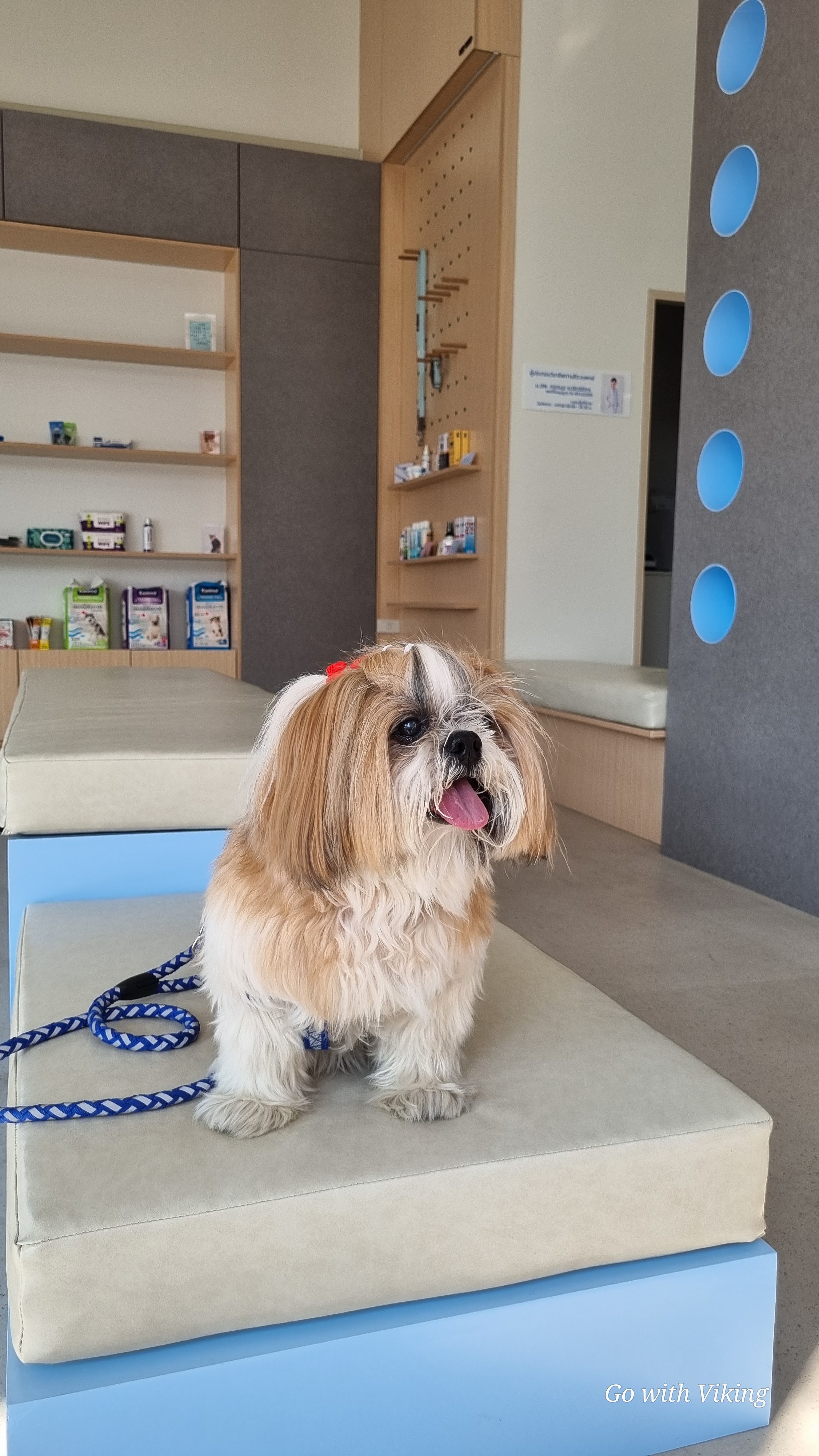 MongtaPetClinic