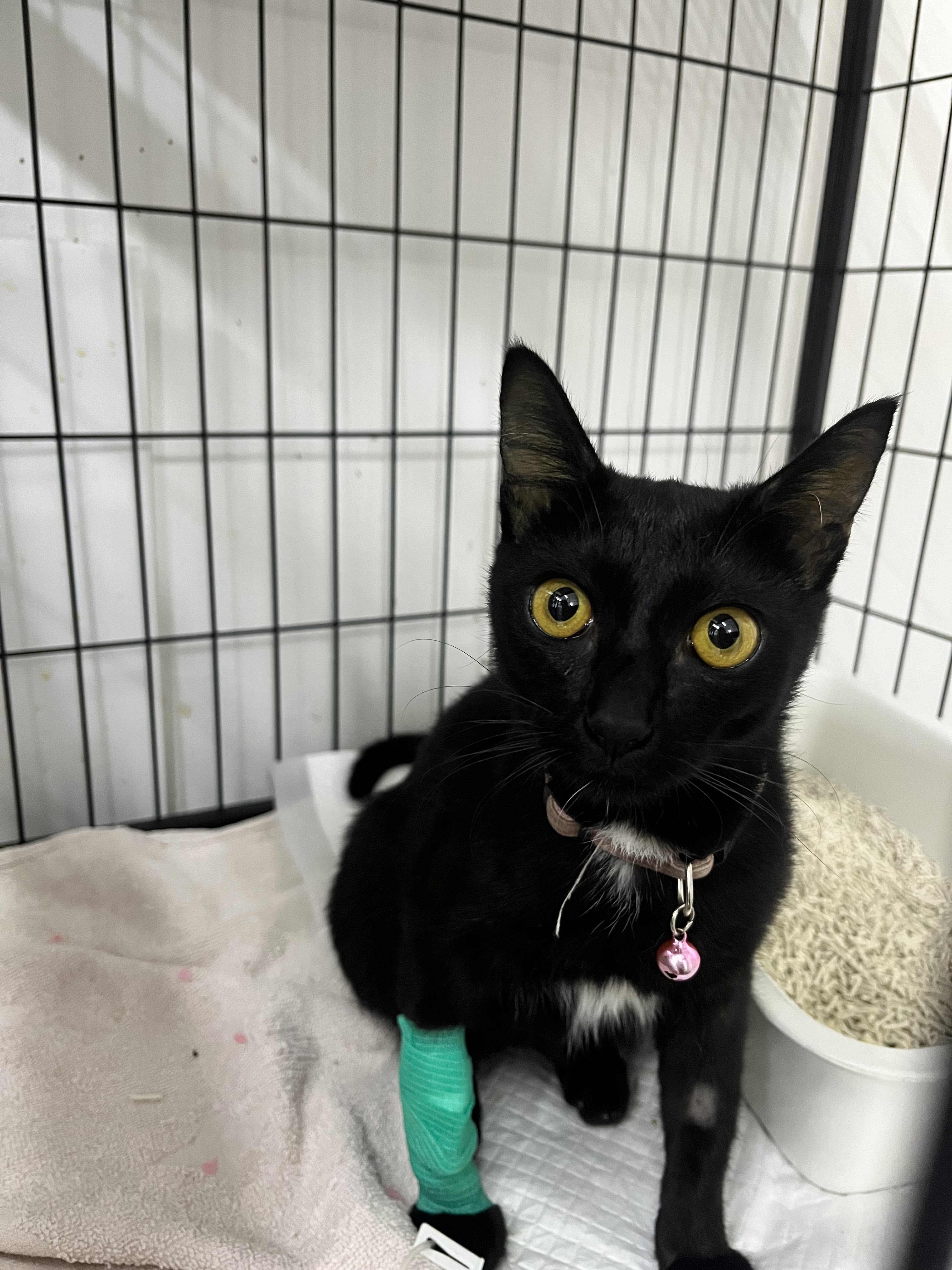 B-Safe Animal Hospital