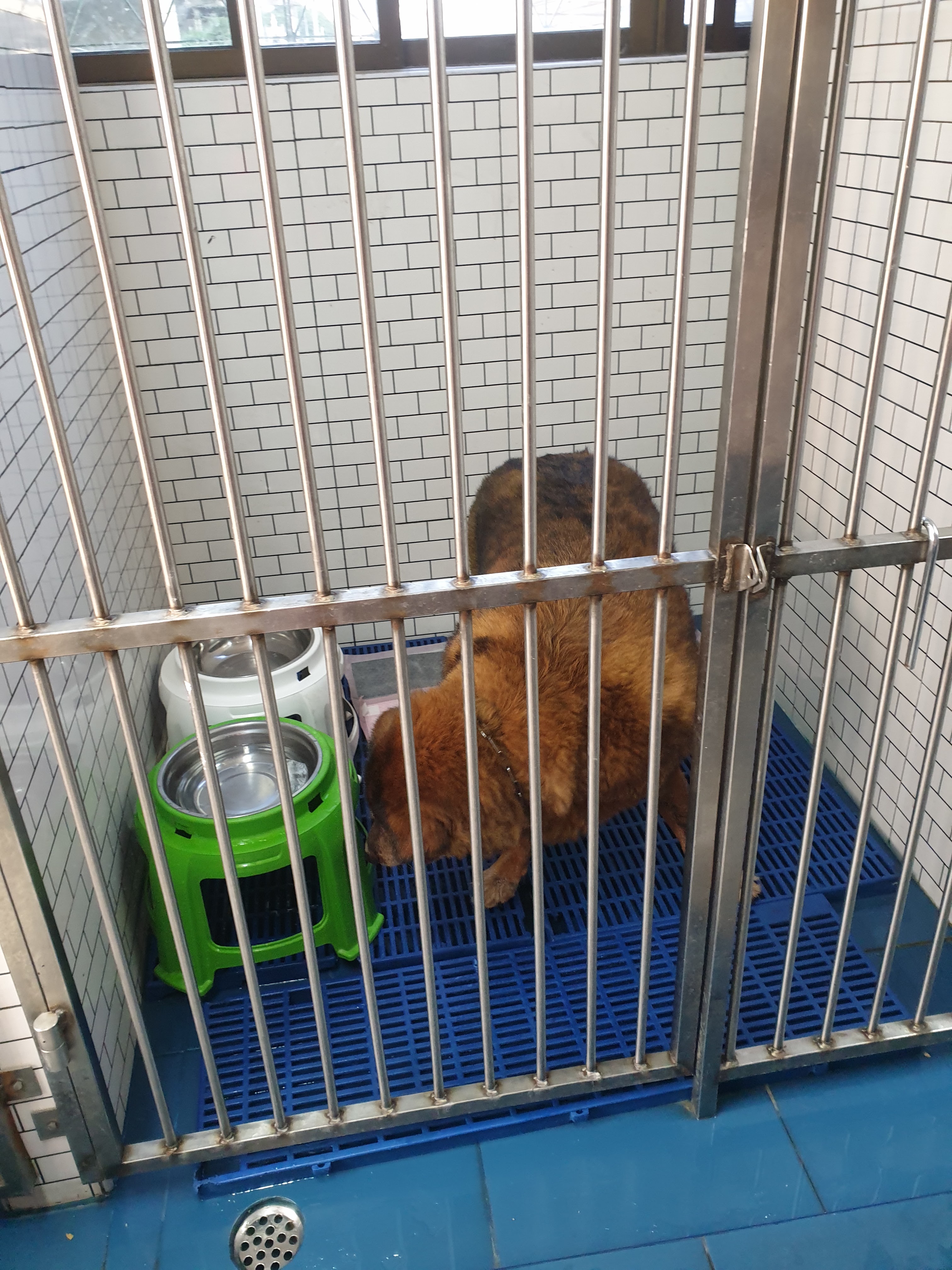 Deerak Animal Hospital