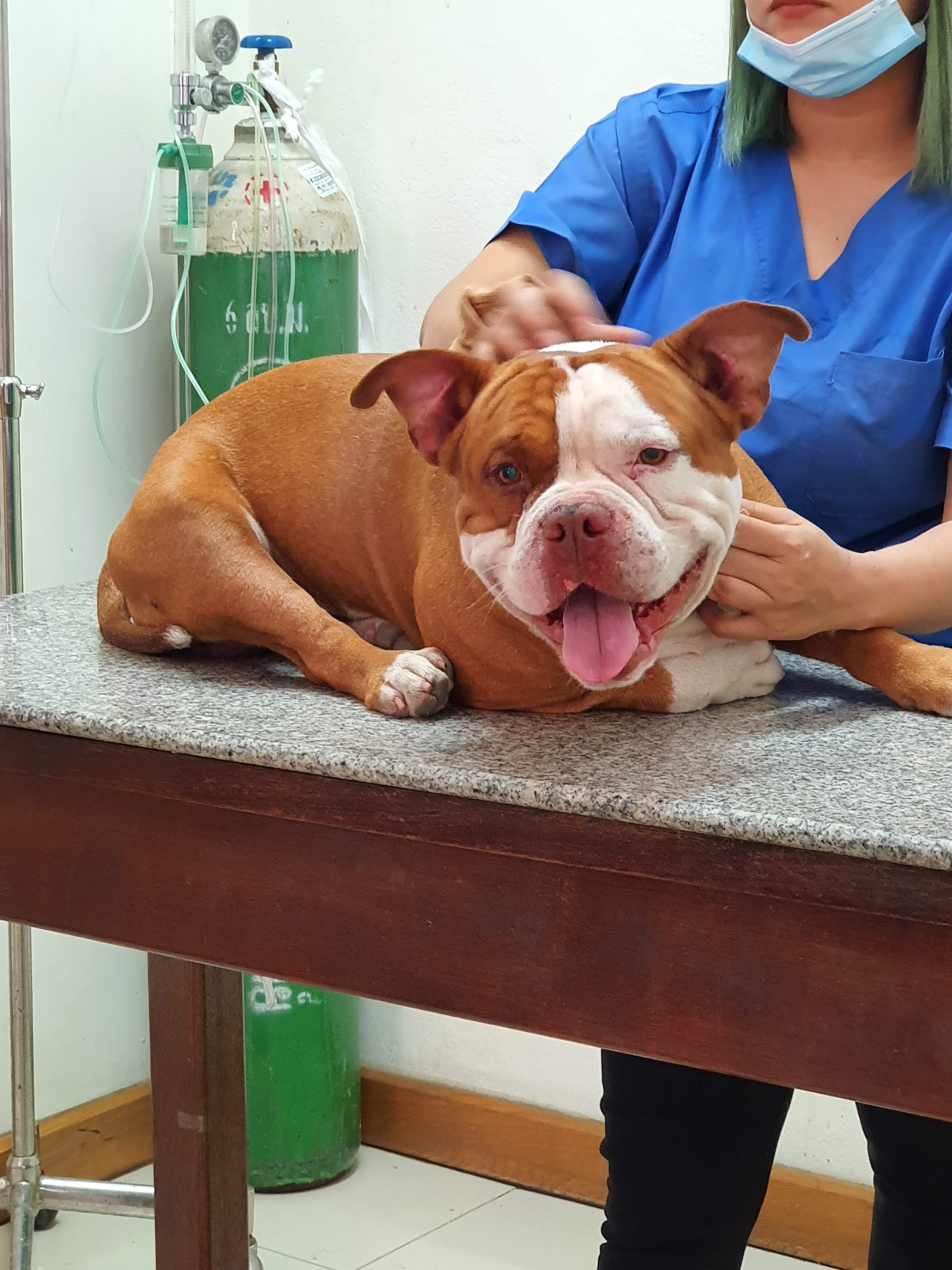 Kosumrak Animal Hospital