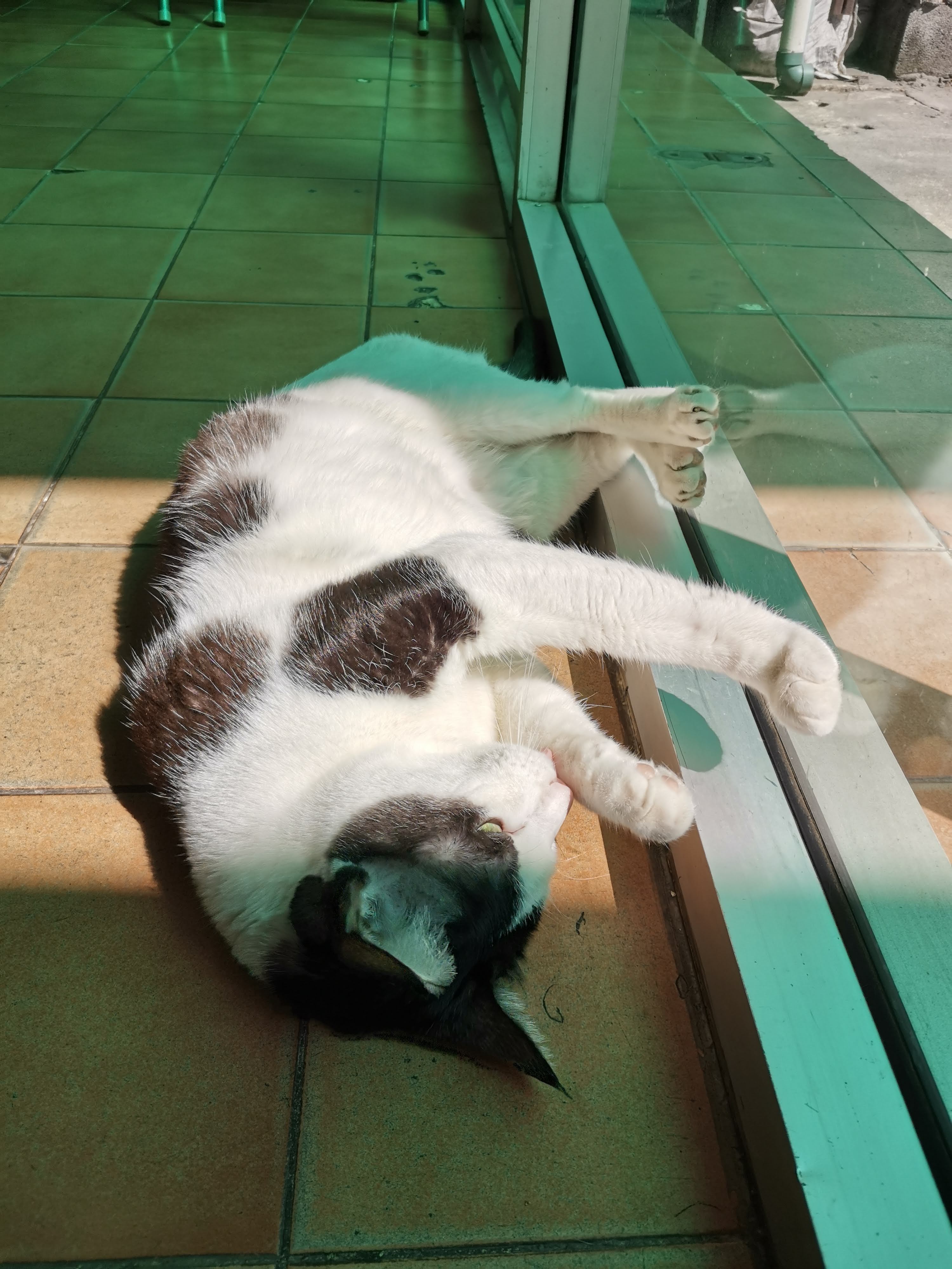 Pet Home Veterinary