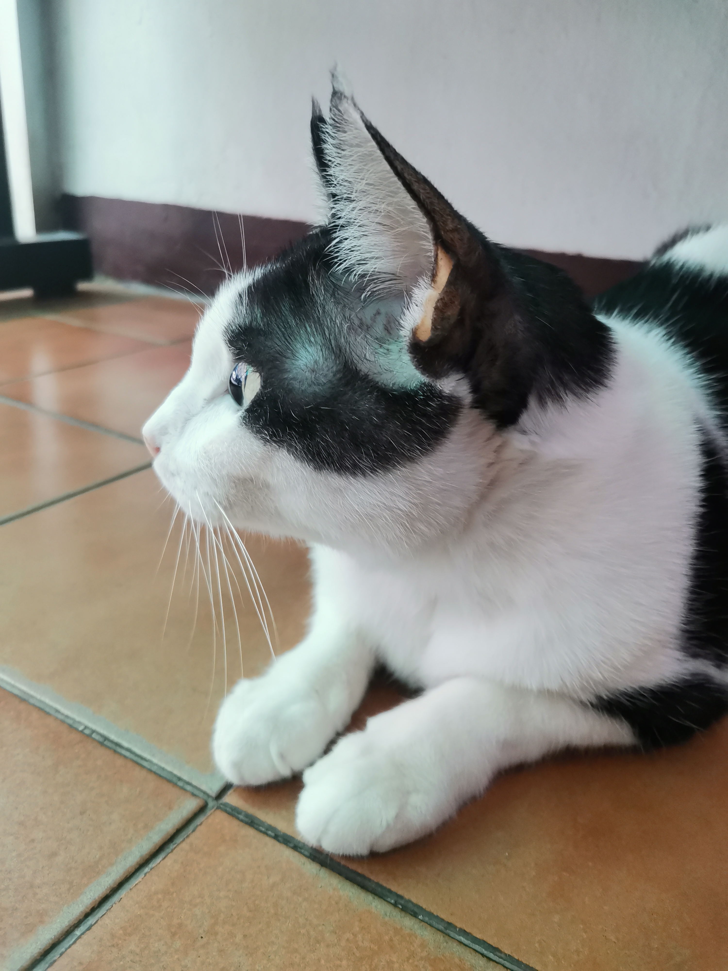 Pet Home Veterinary