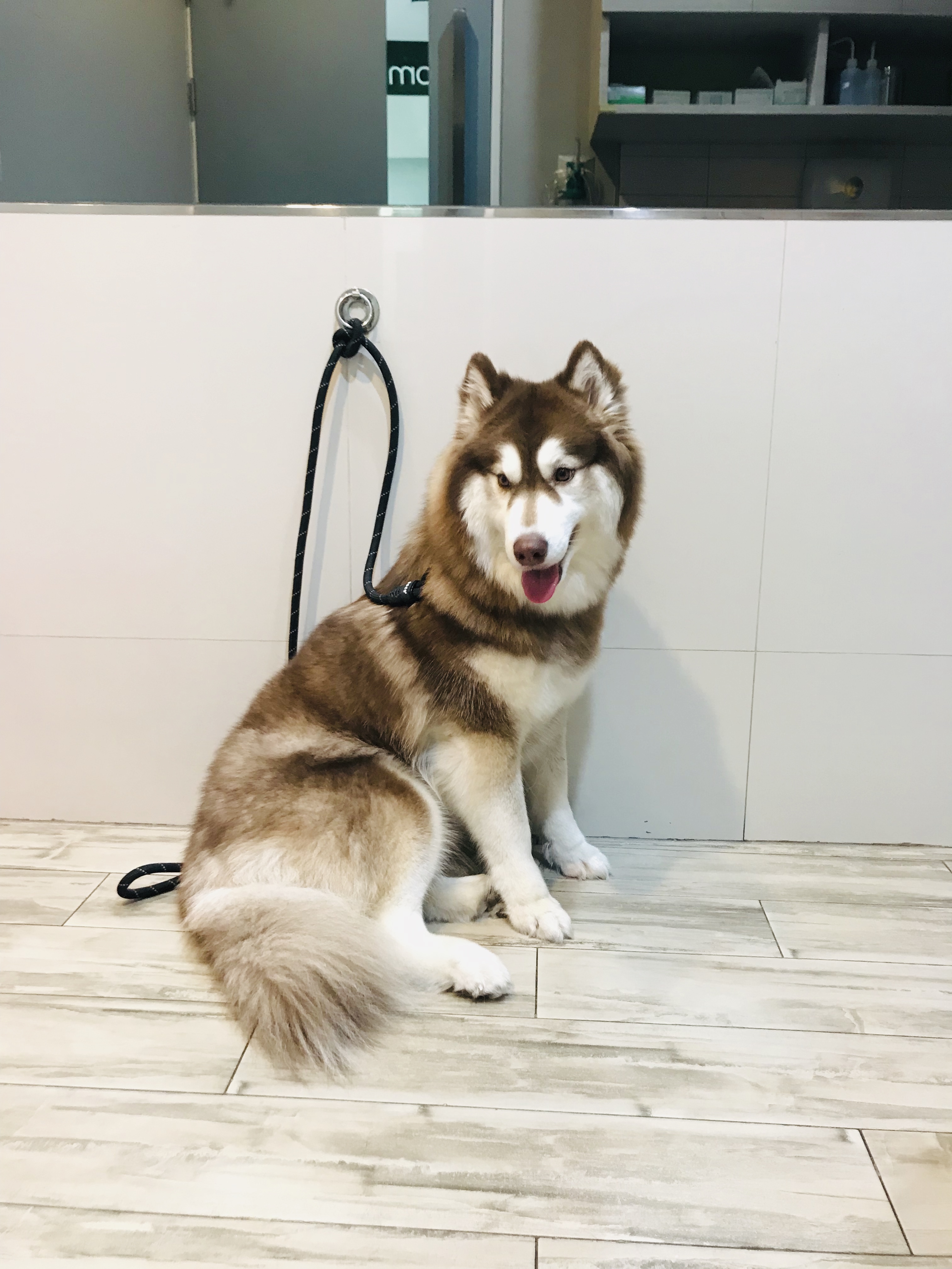 Bangkok Animal Hospital, Kalpaphruek Branch