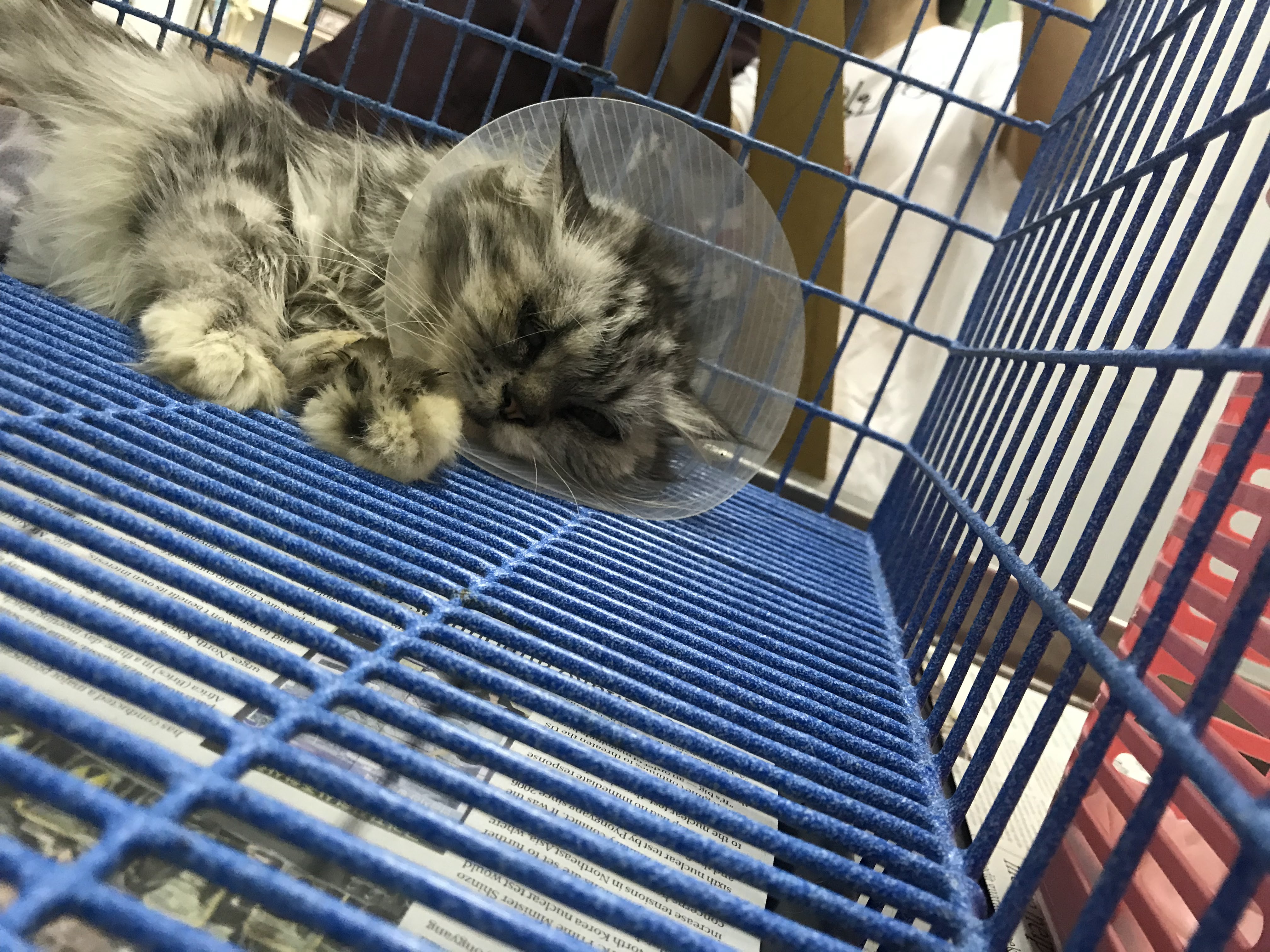 HL Pet Hospital