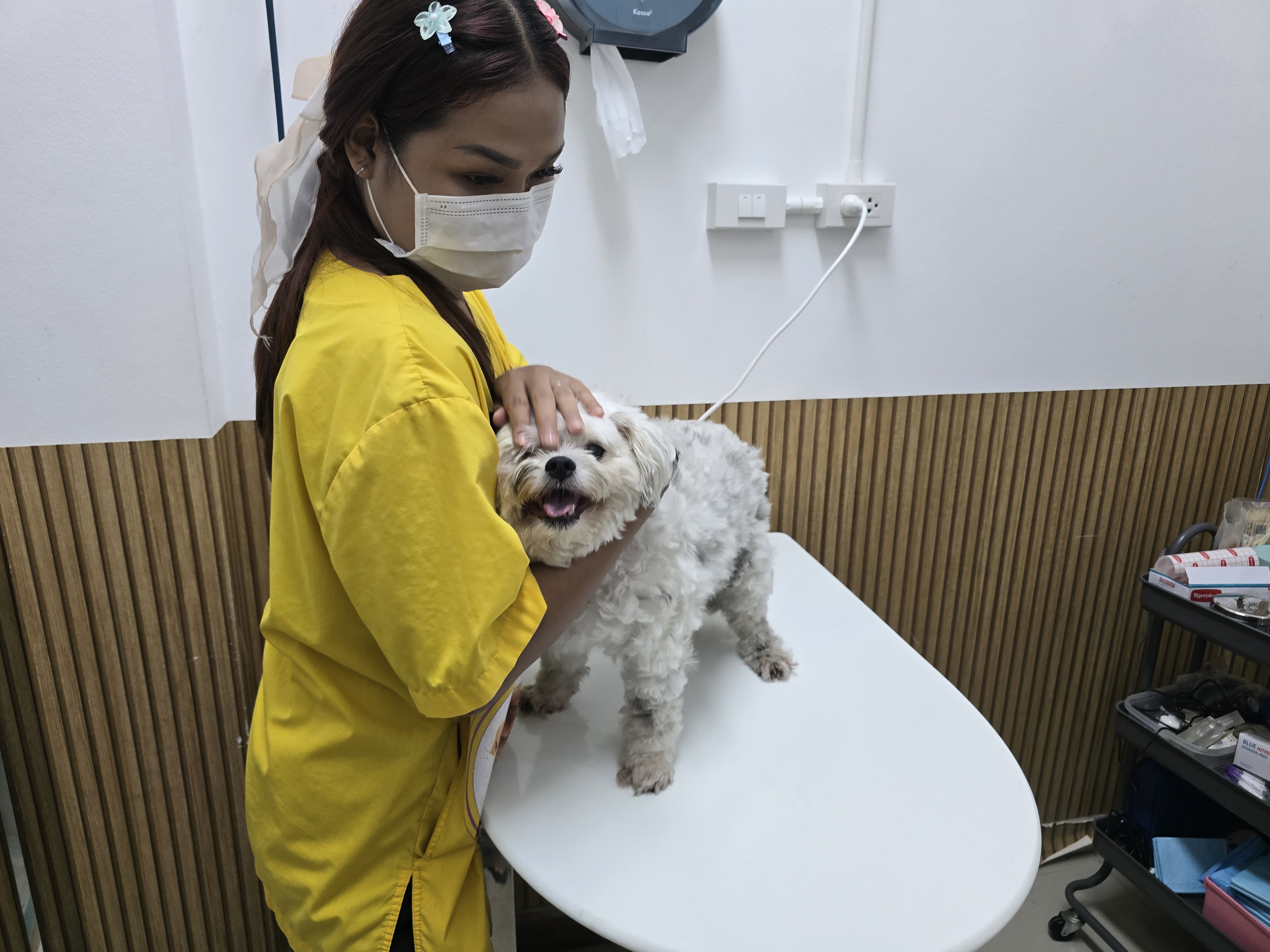 Clinic Two Doctors Treat Animals