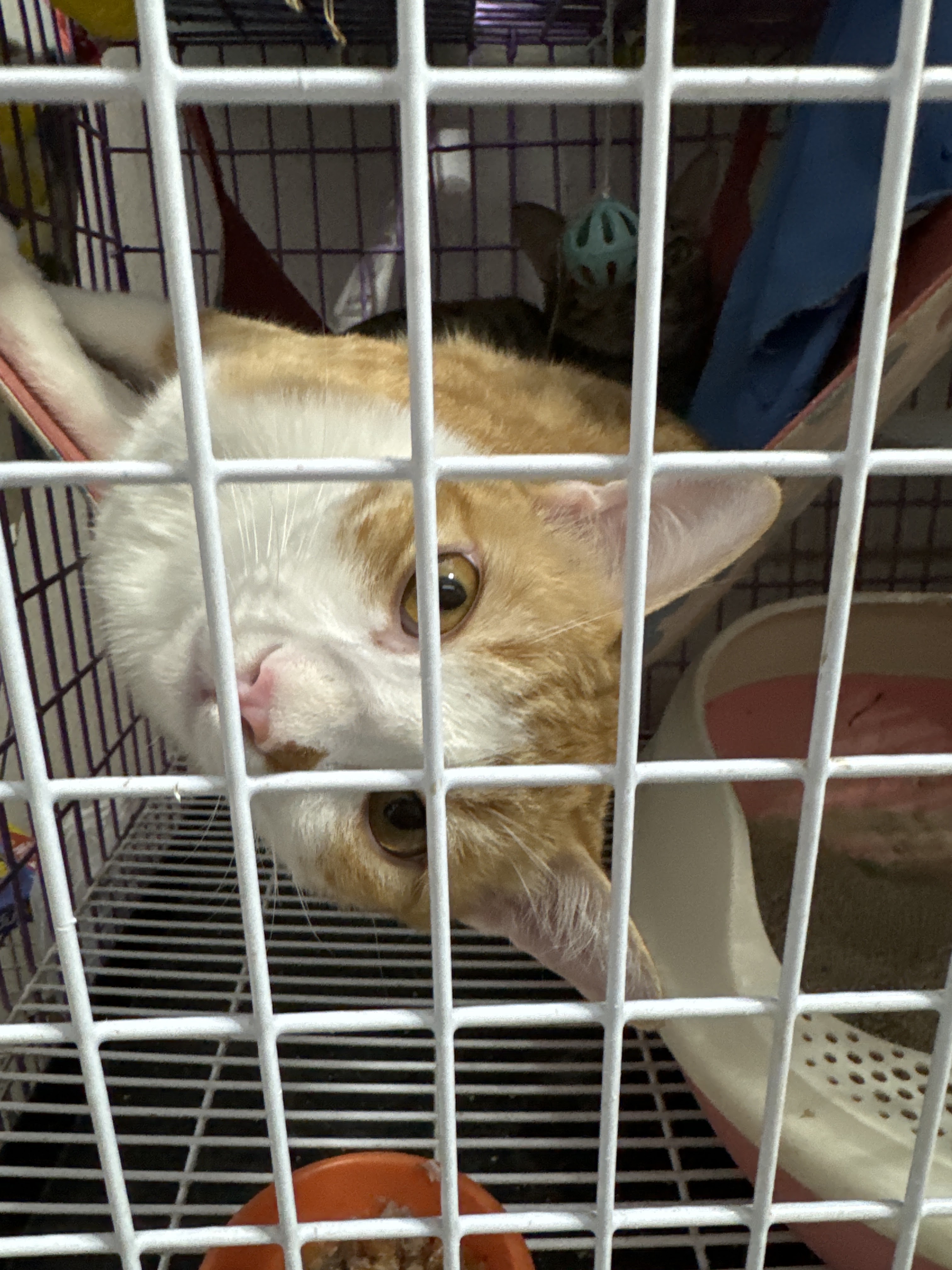 Kulek Veterinary Clinic, Klong Samwa