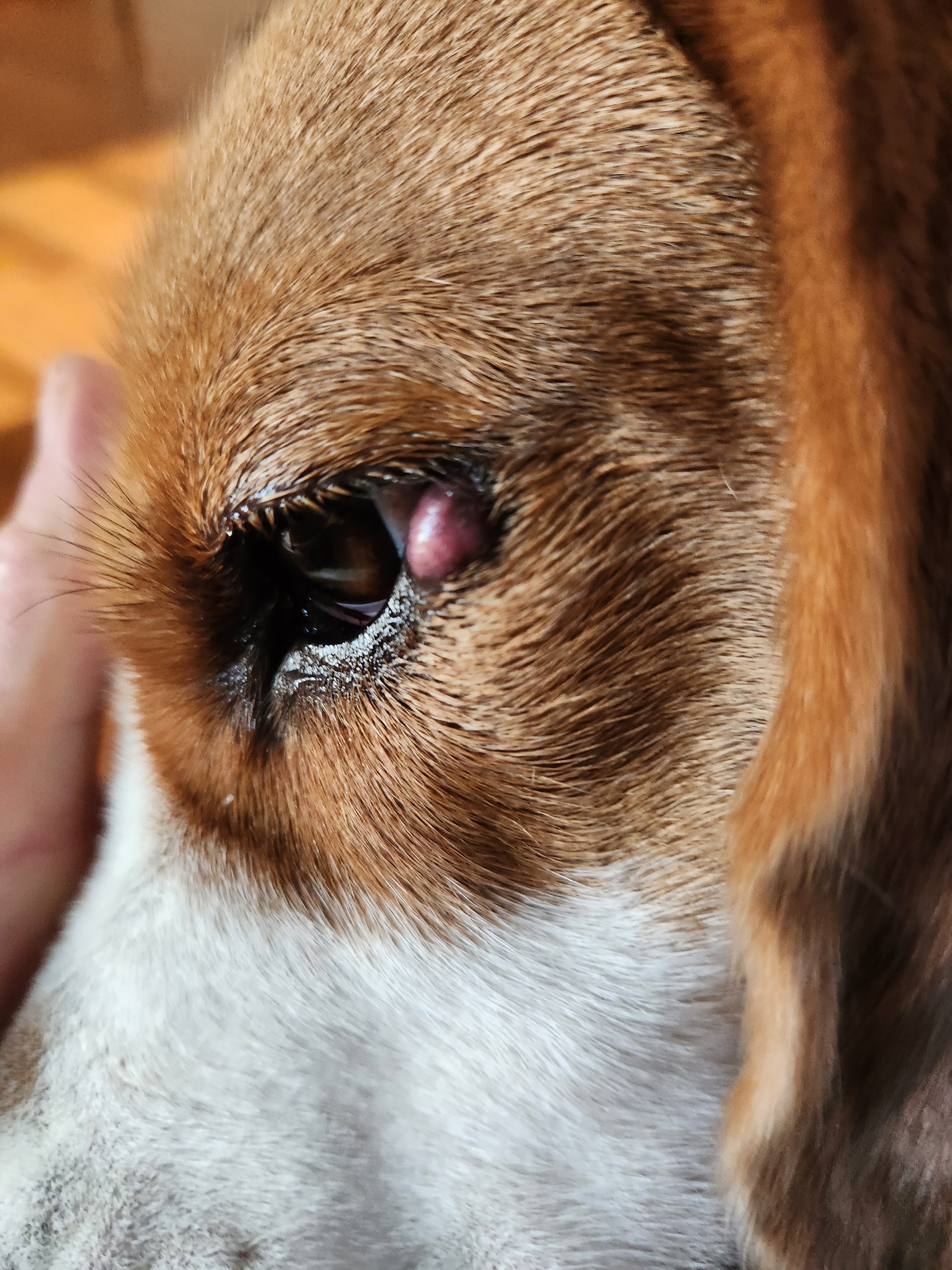 Yaoporn Animal Hospital