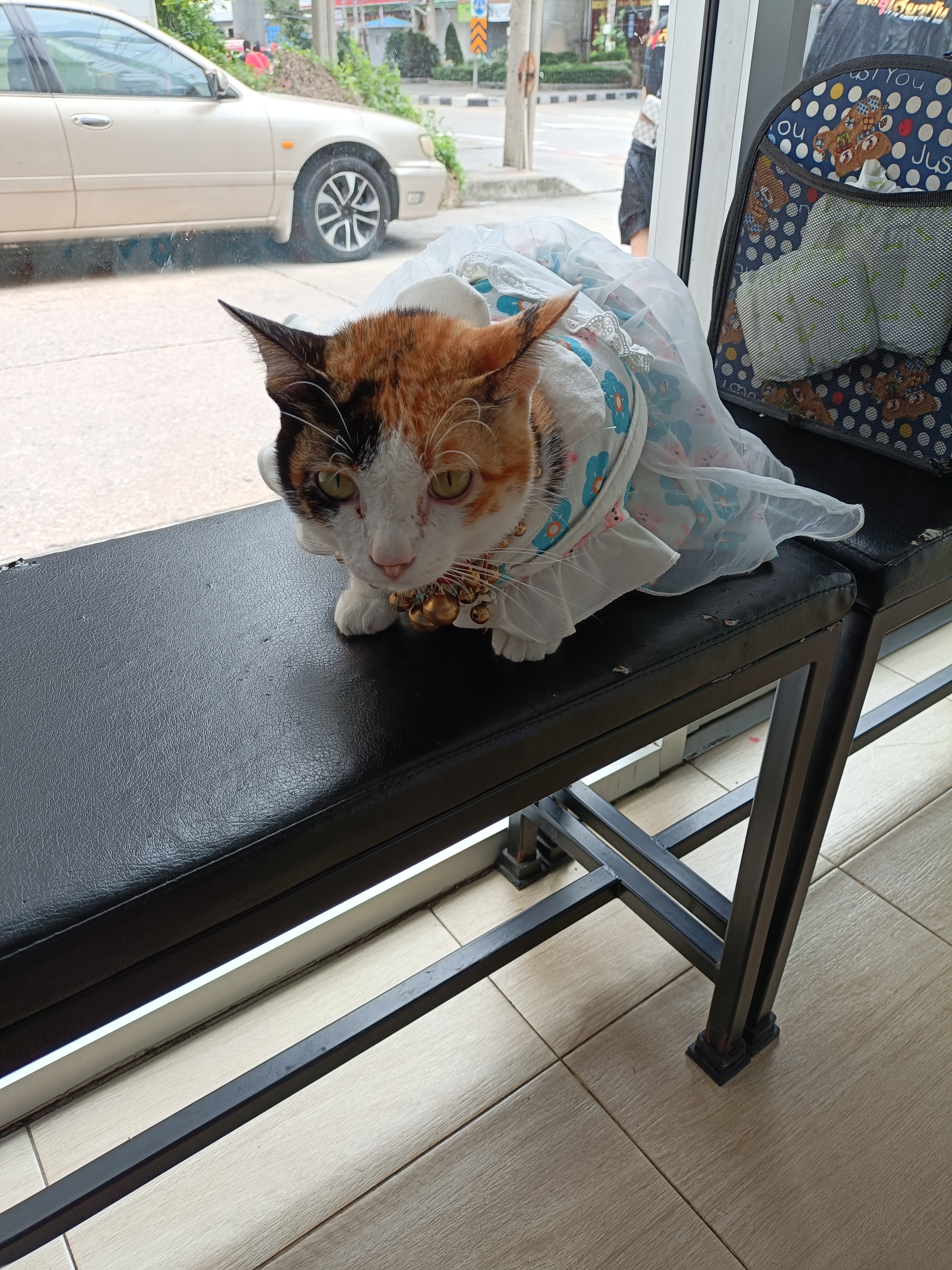 Animal hospital near the doctor