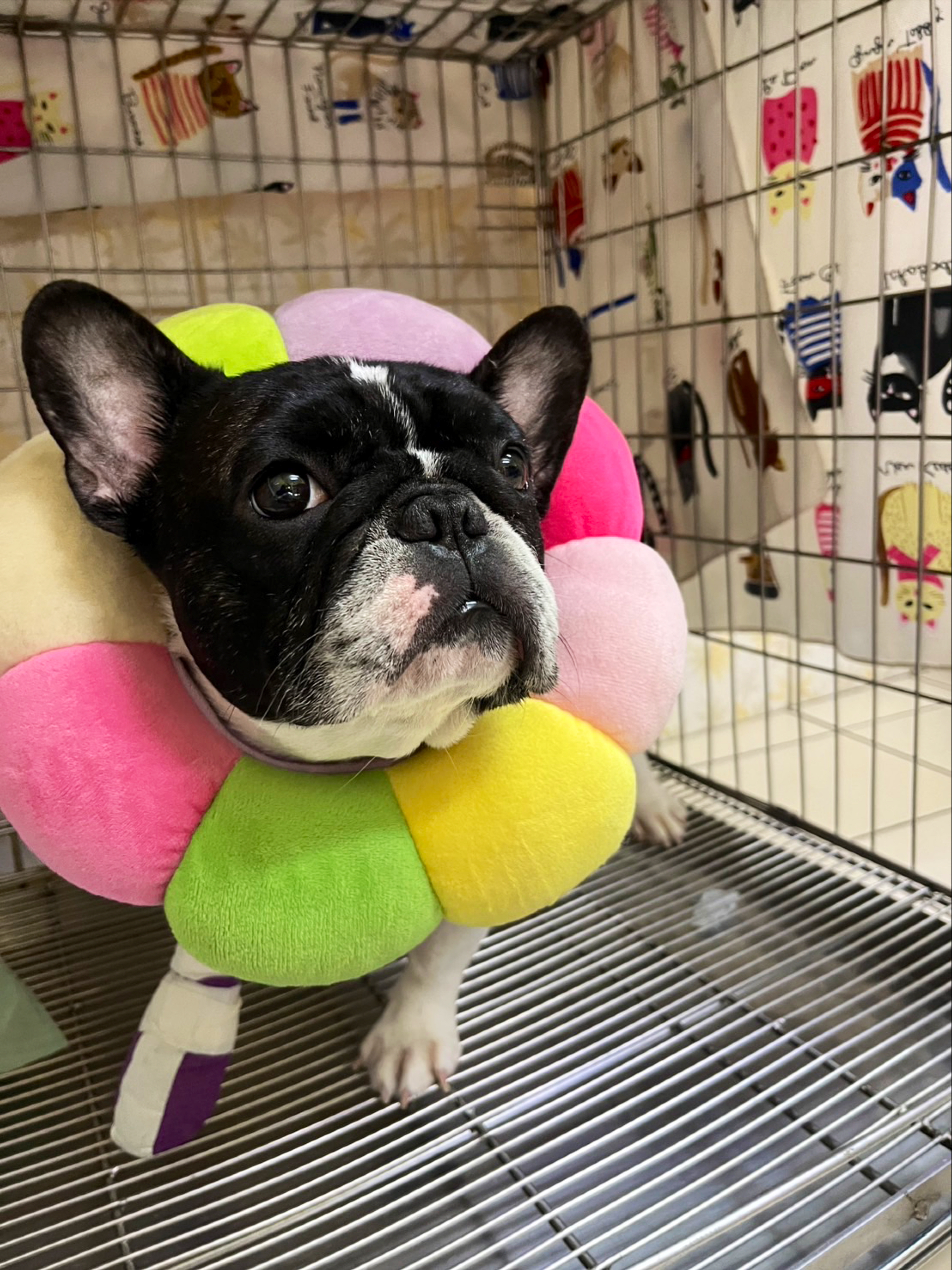 Doc. Love Dog Animal Hospital