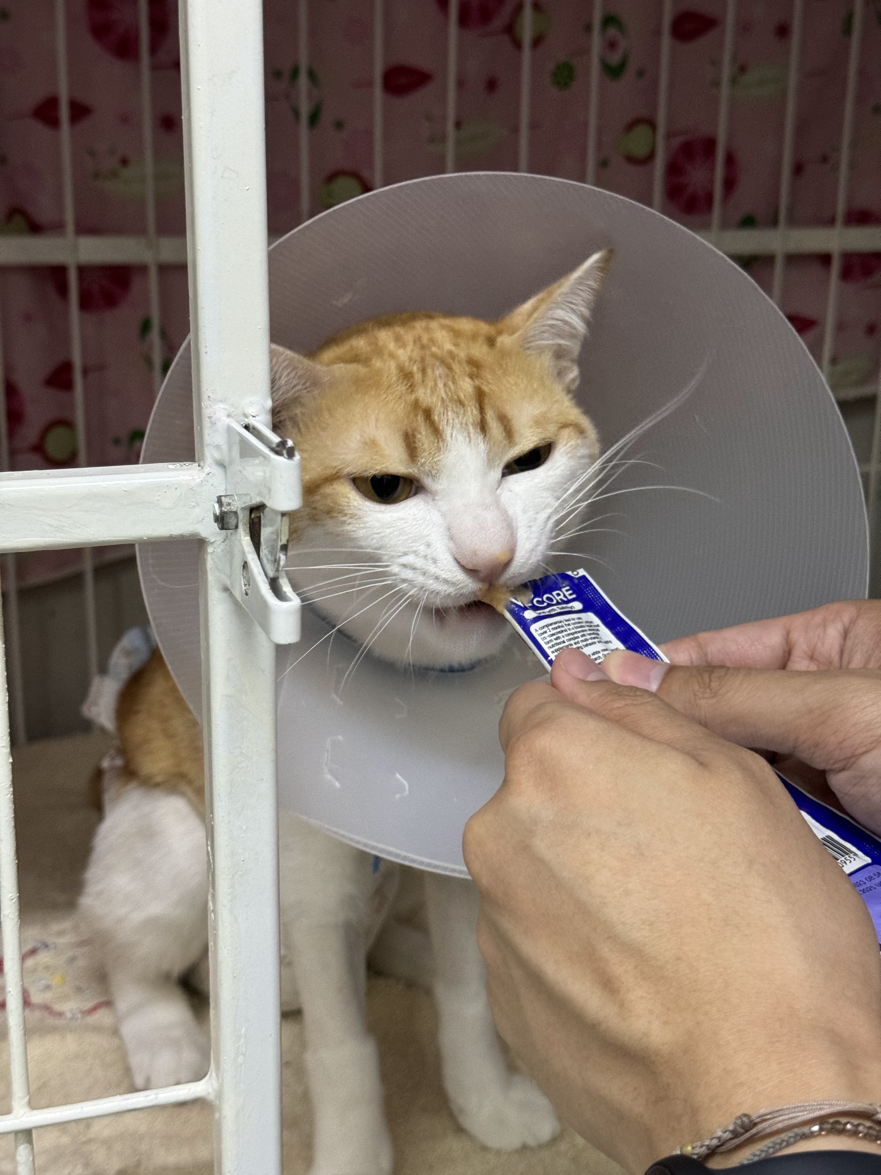 There is a veterinarian