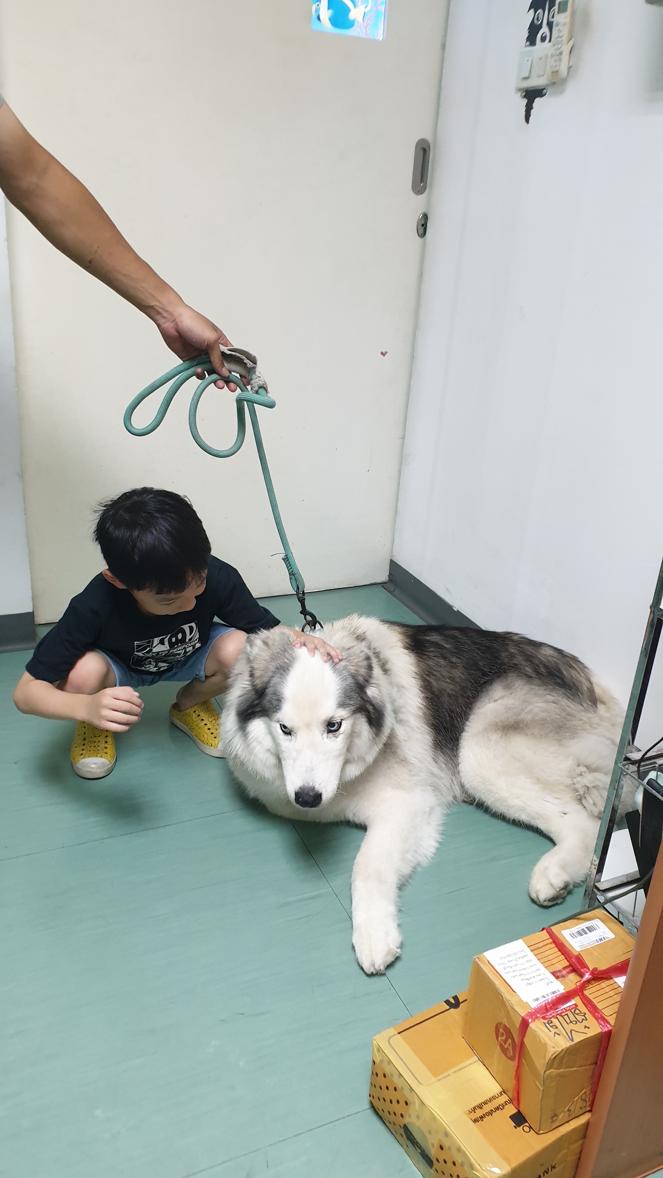 V Pet Hospital