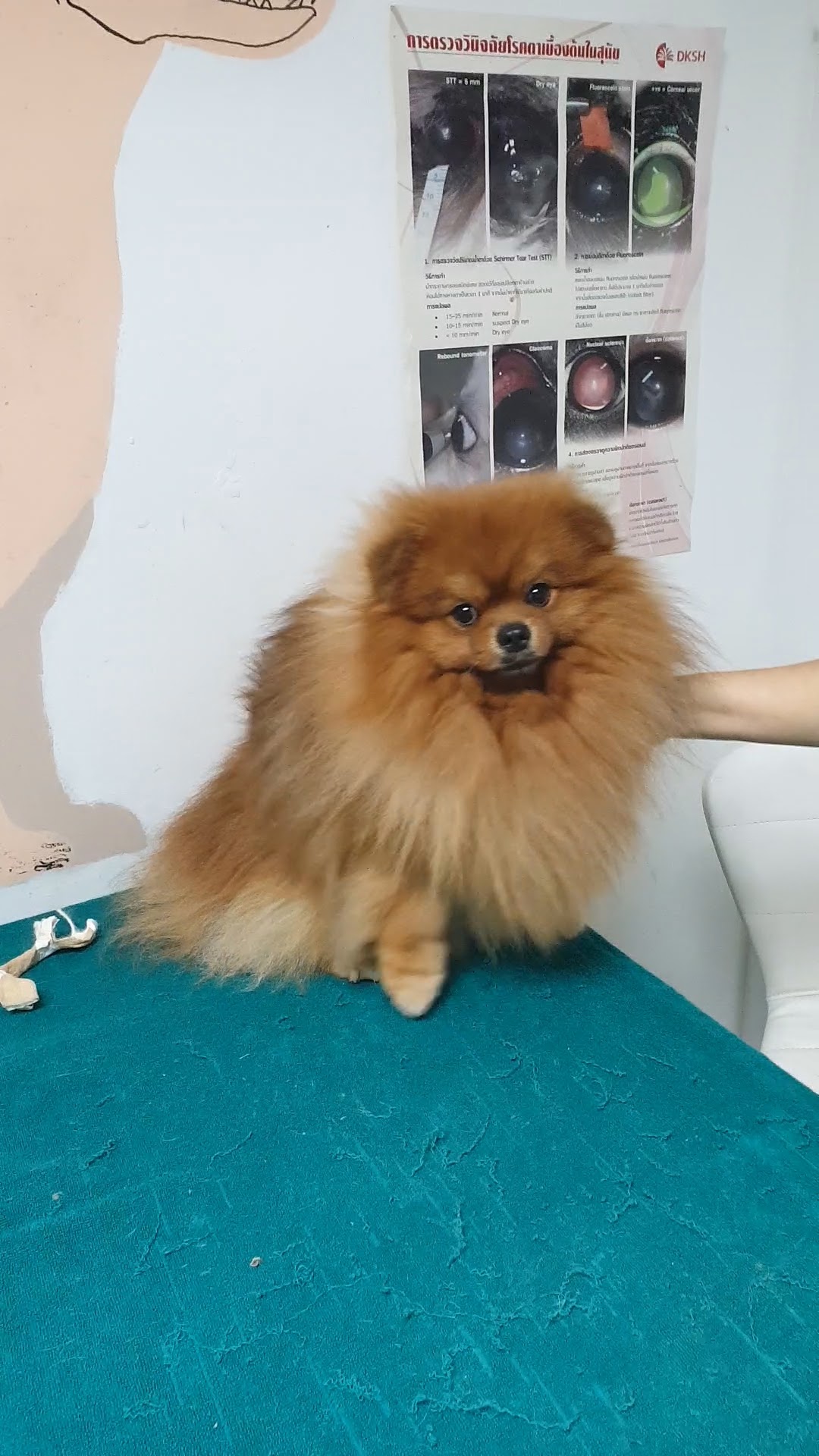 V Pet Hospital
