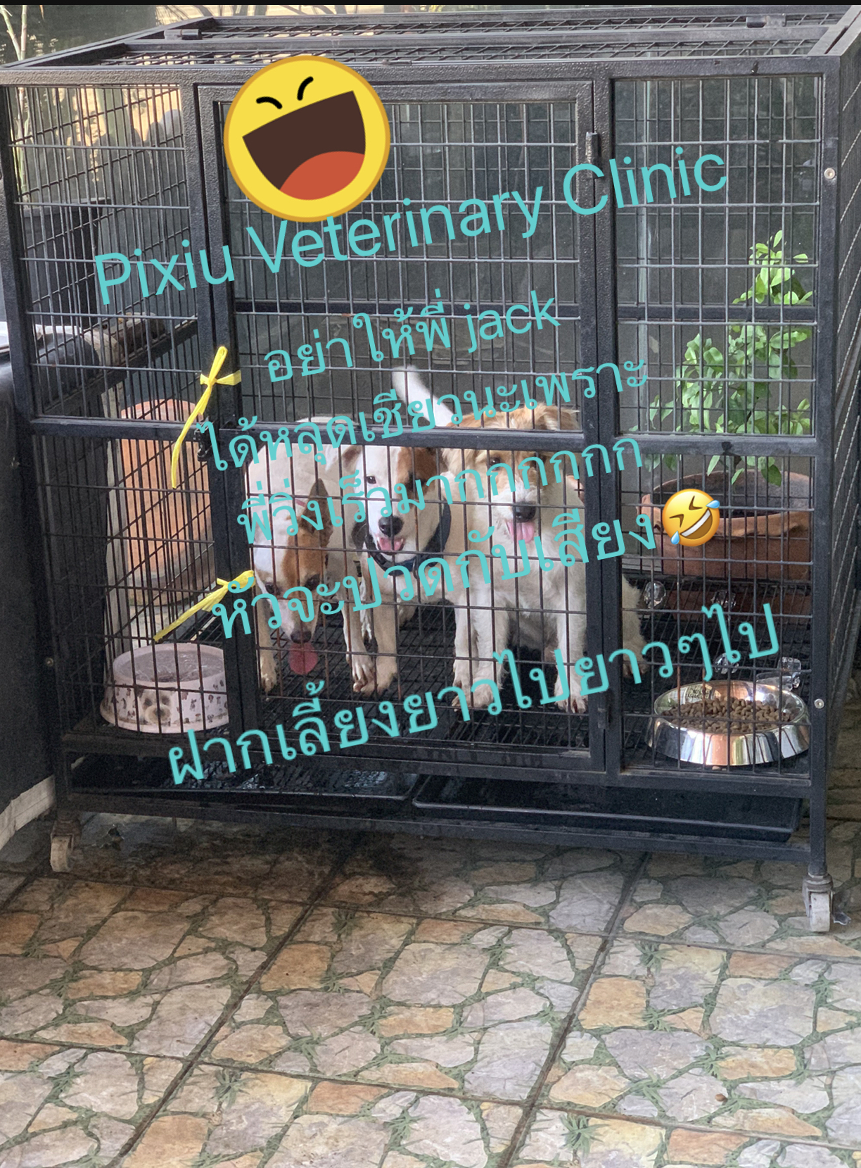 Pixia Veterinarian