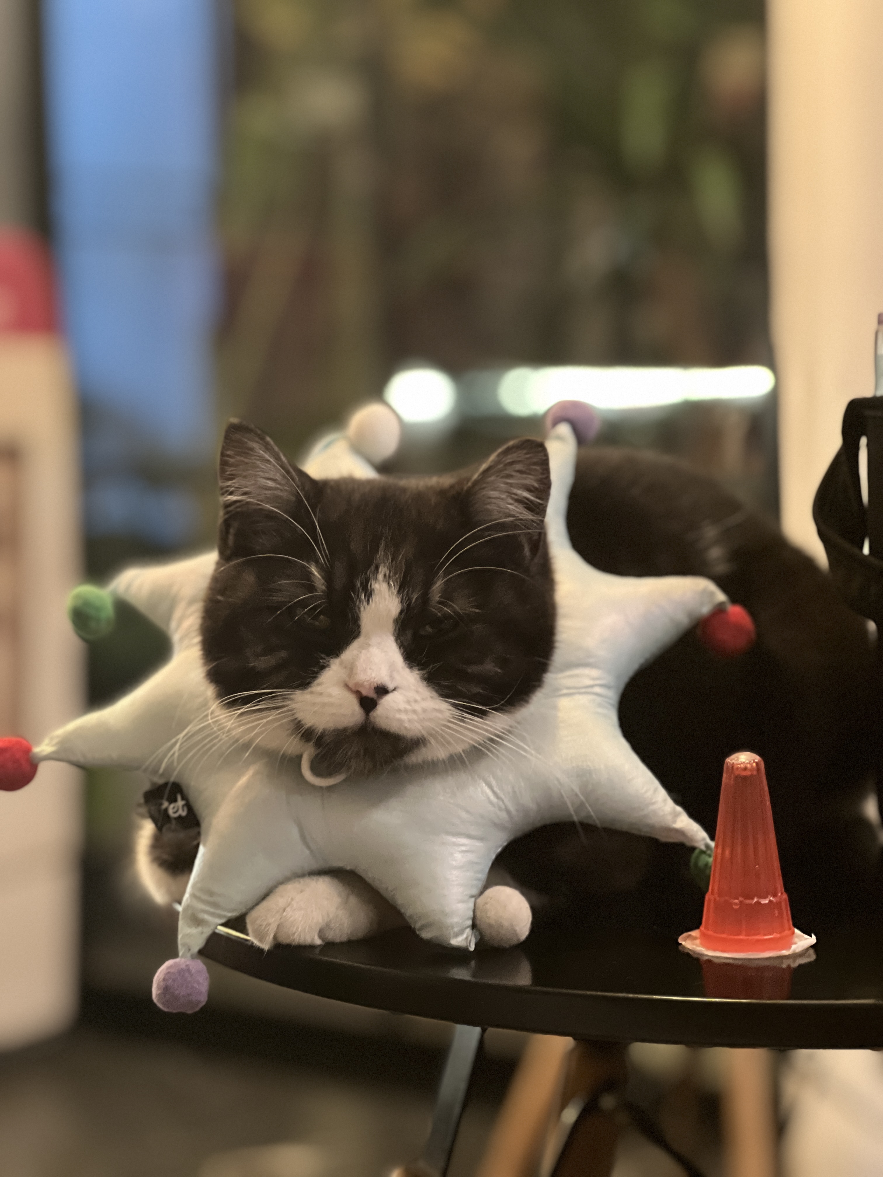 Veterinary Doctor
