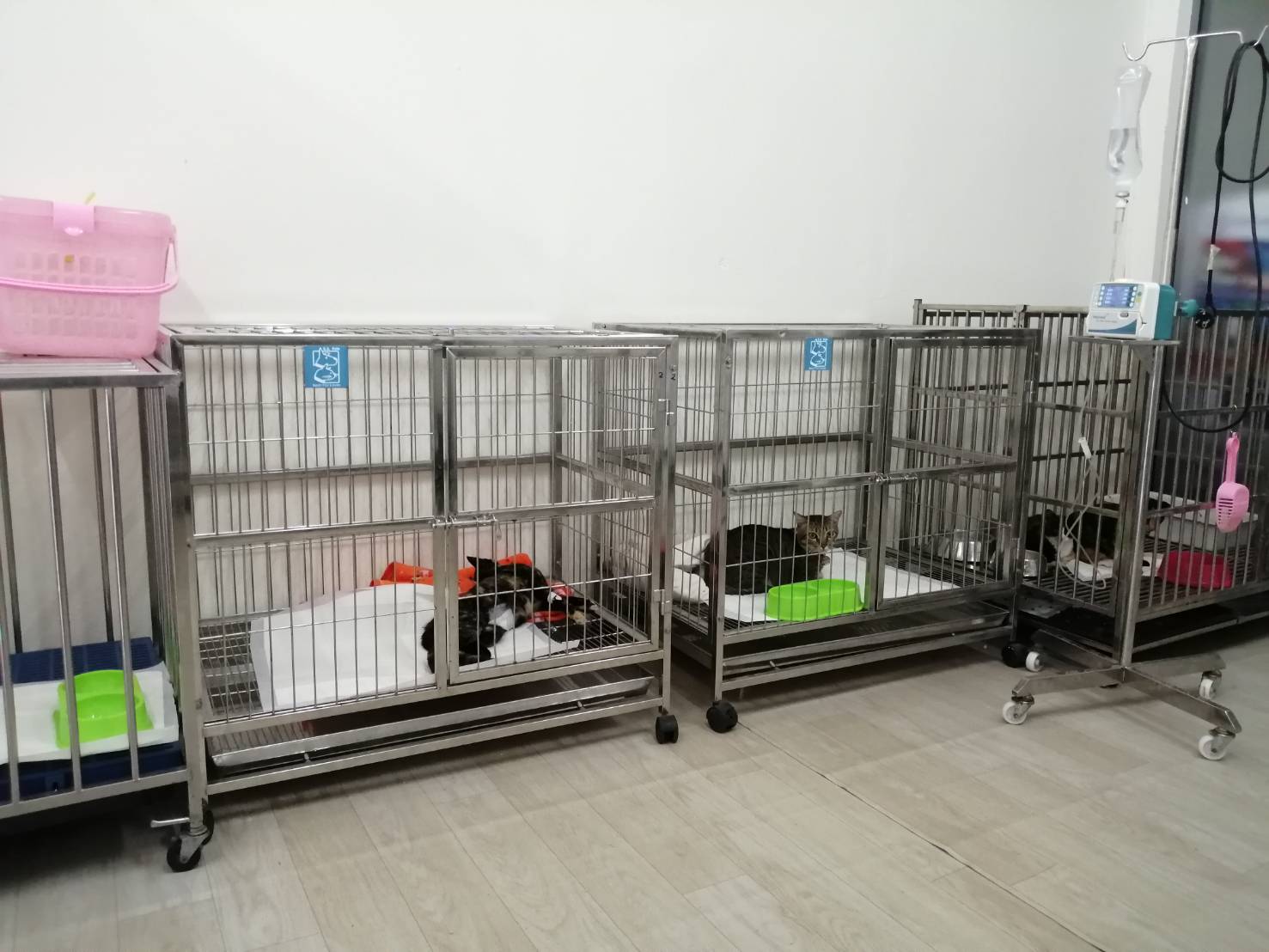 Treatment of second-line animals