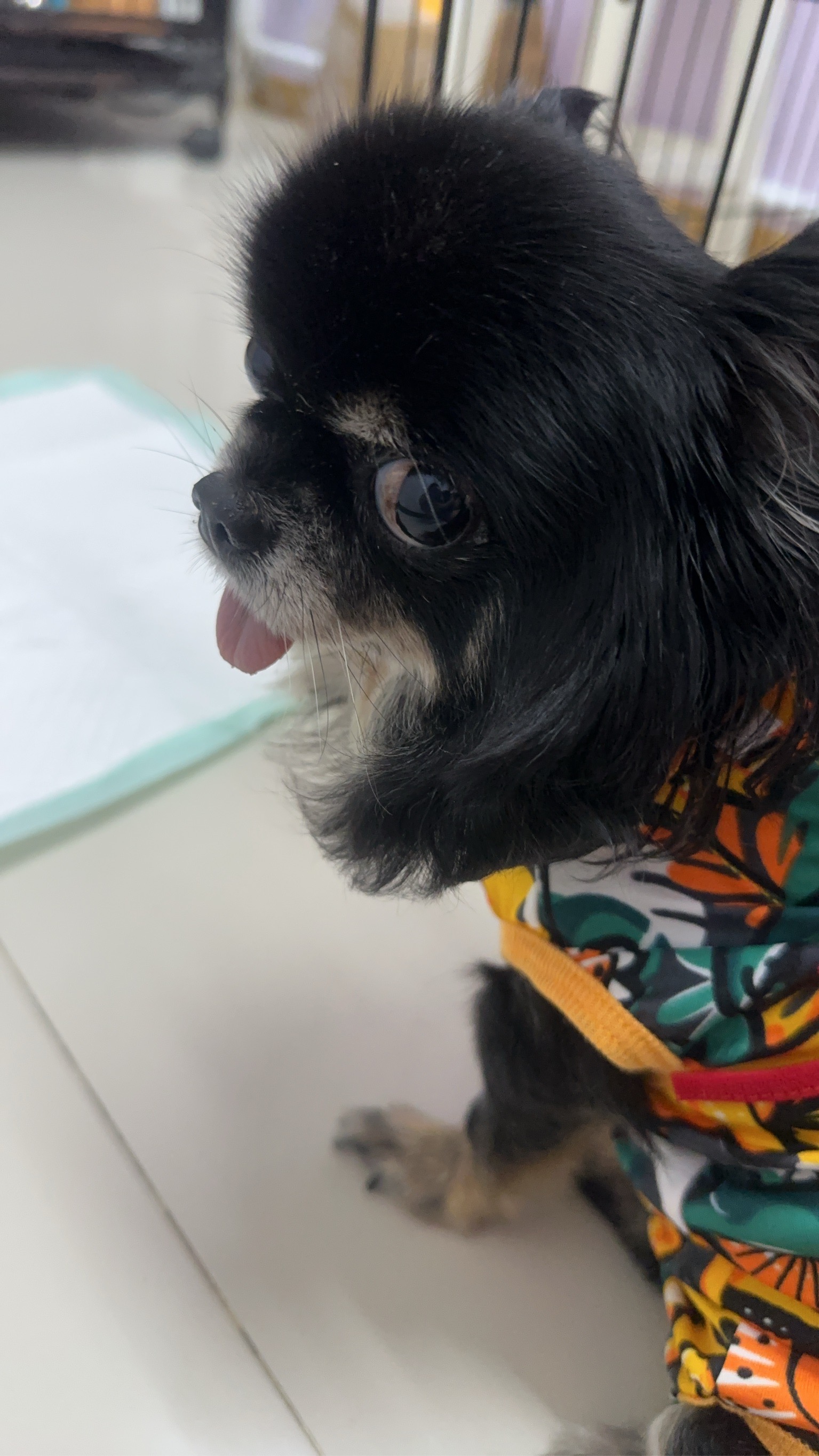 Ruammitr Pattana Animal Hospital