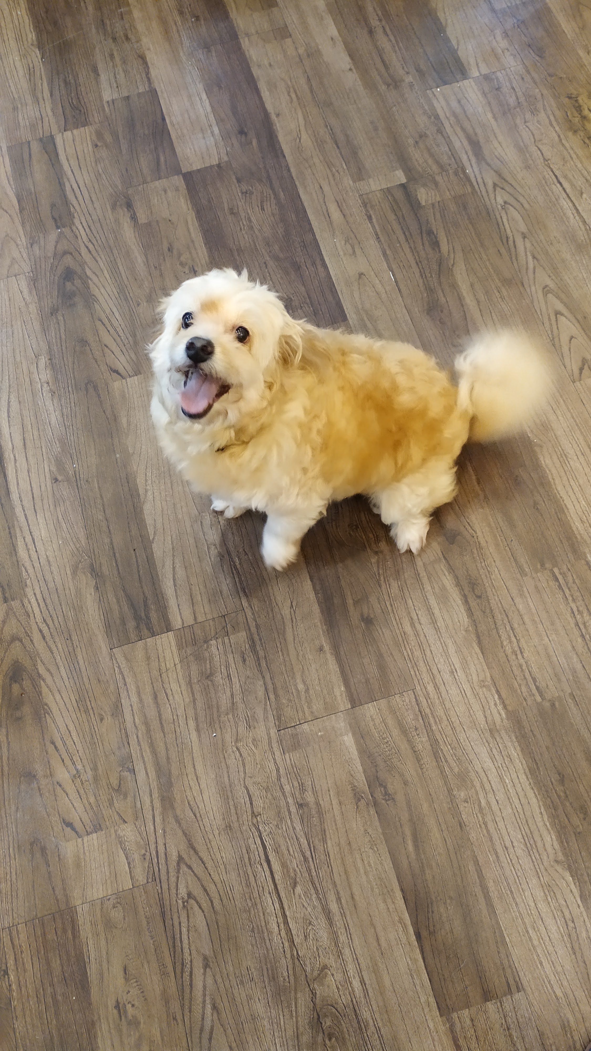 Dr. Raiwin Animal Hospital