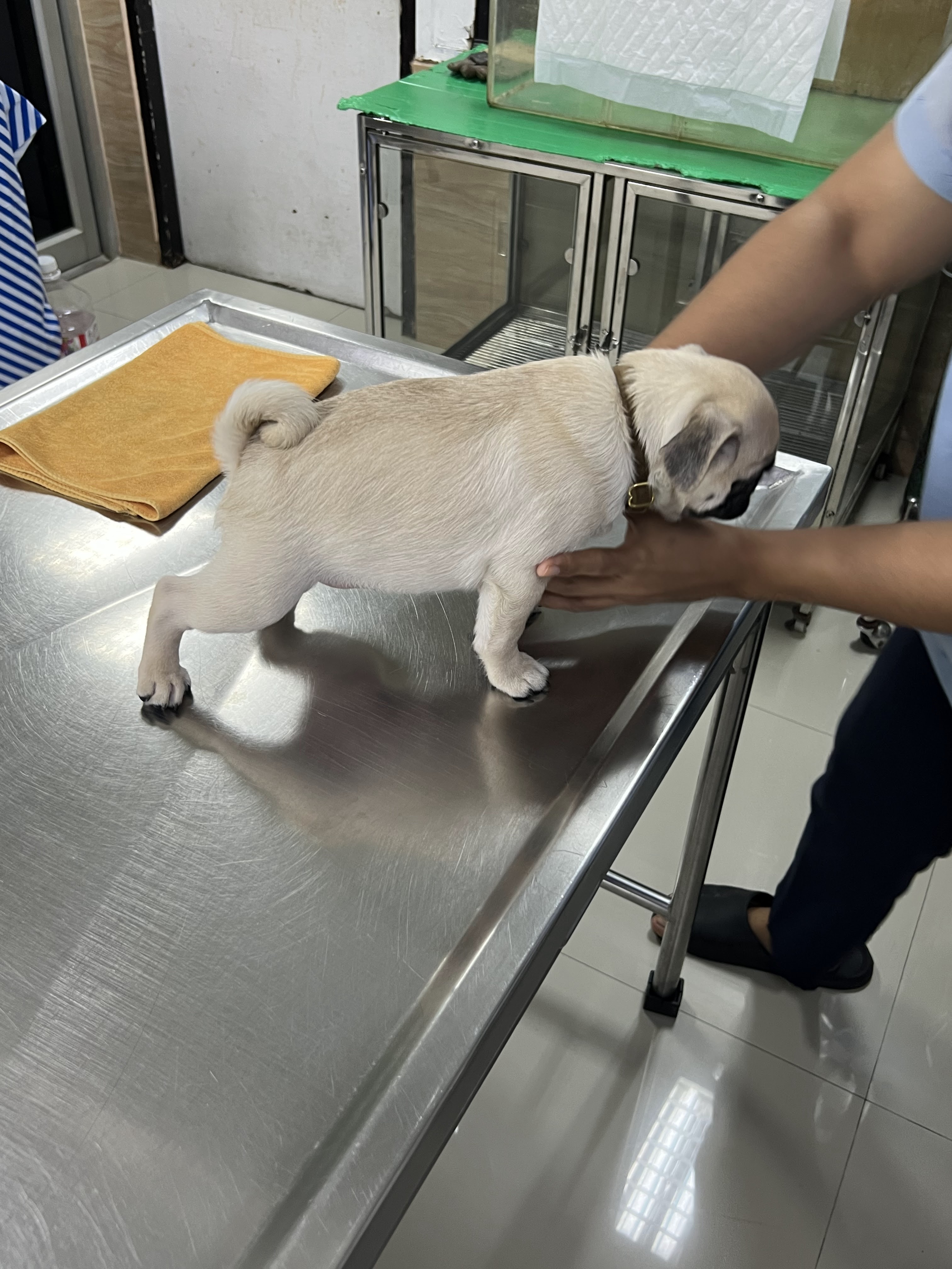 Lak Si Animal Hospital