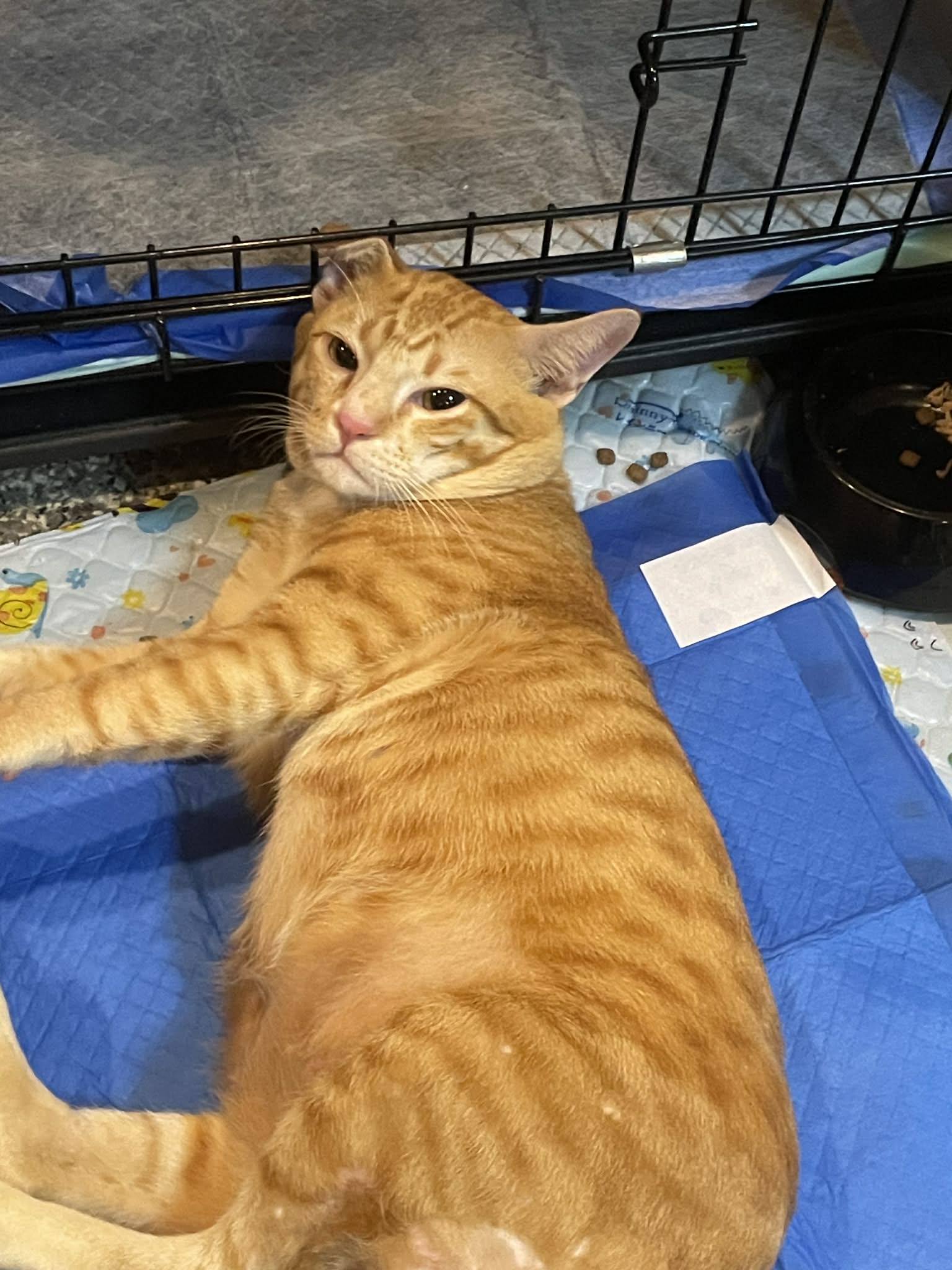 Boon Hom Veterinarian