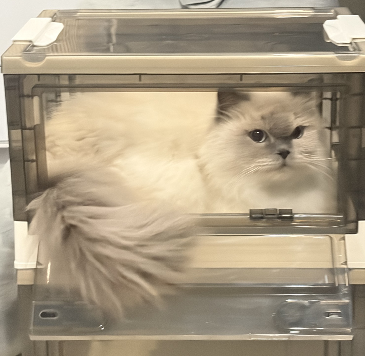 Pet at Home Animal Treatment
