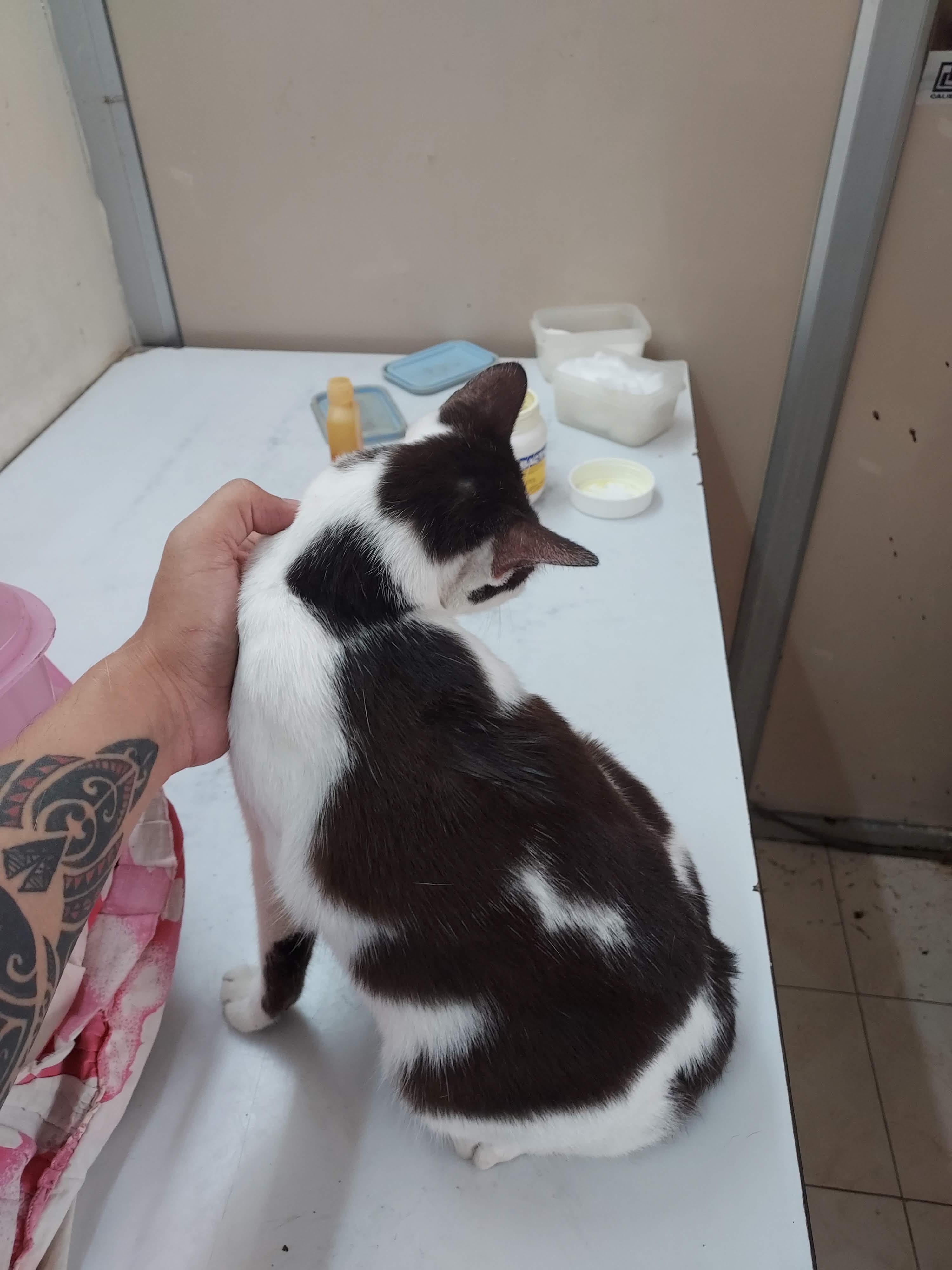 Bang Khun Si Animal Treatment