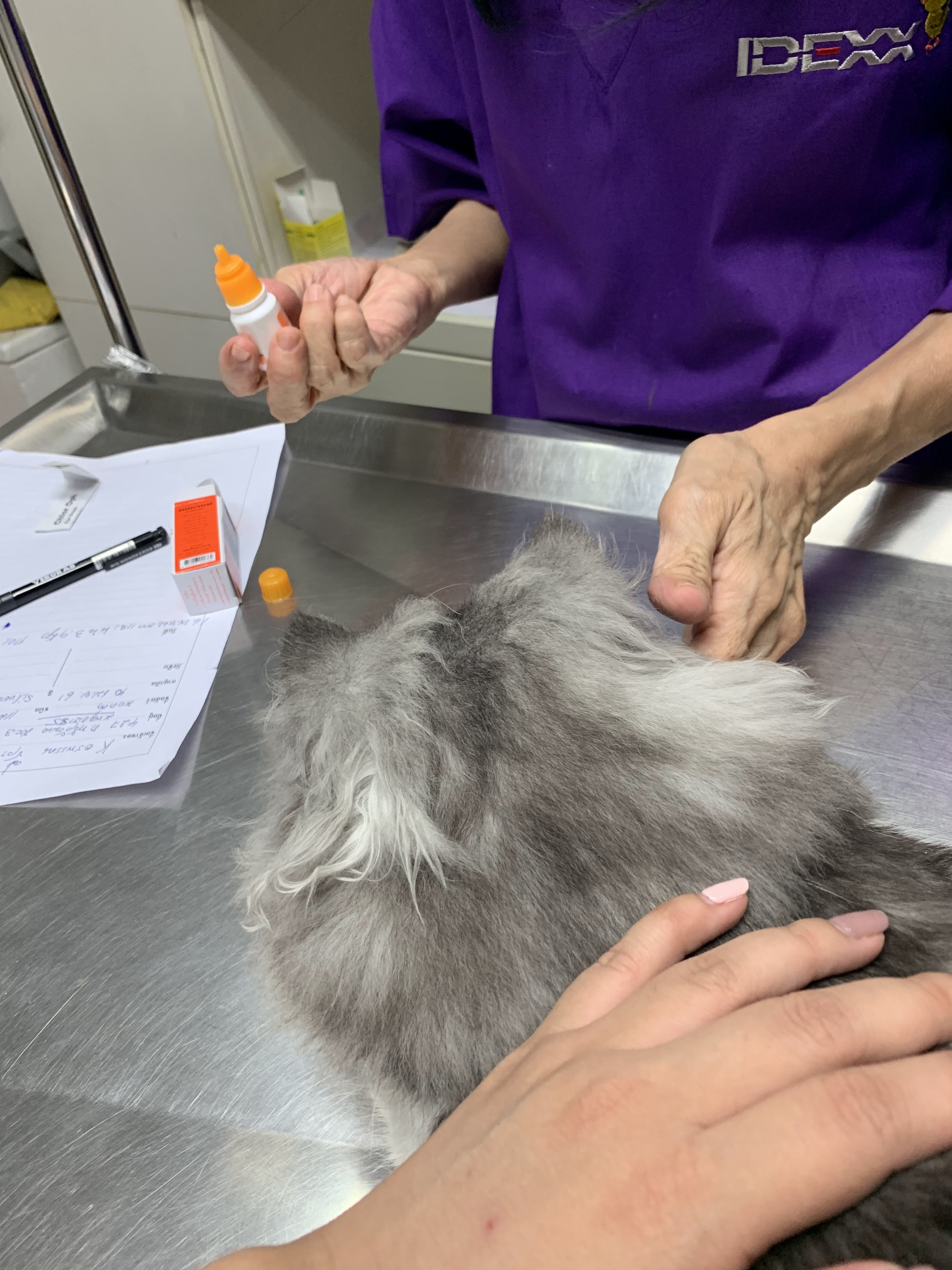 Pet House Animal Treatment