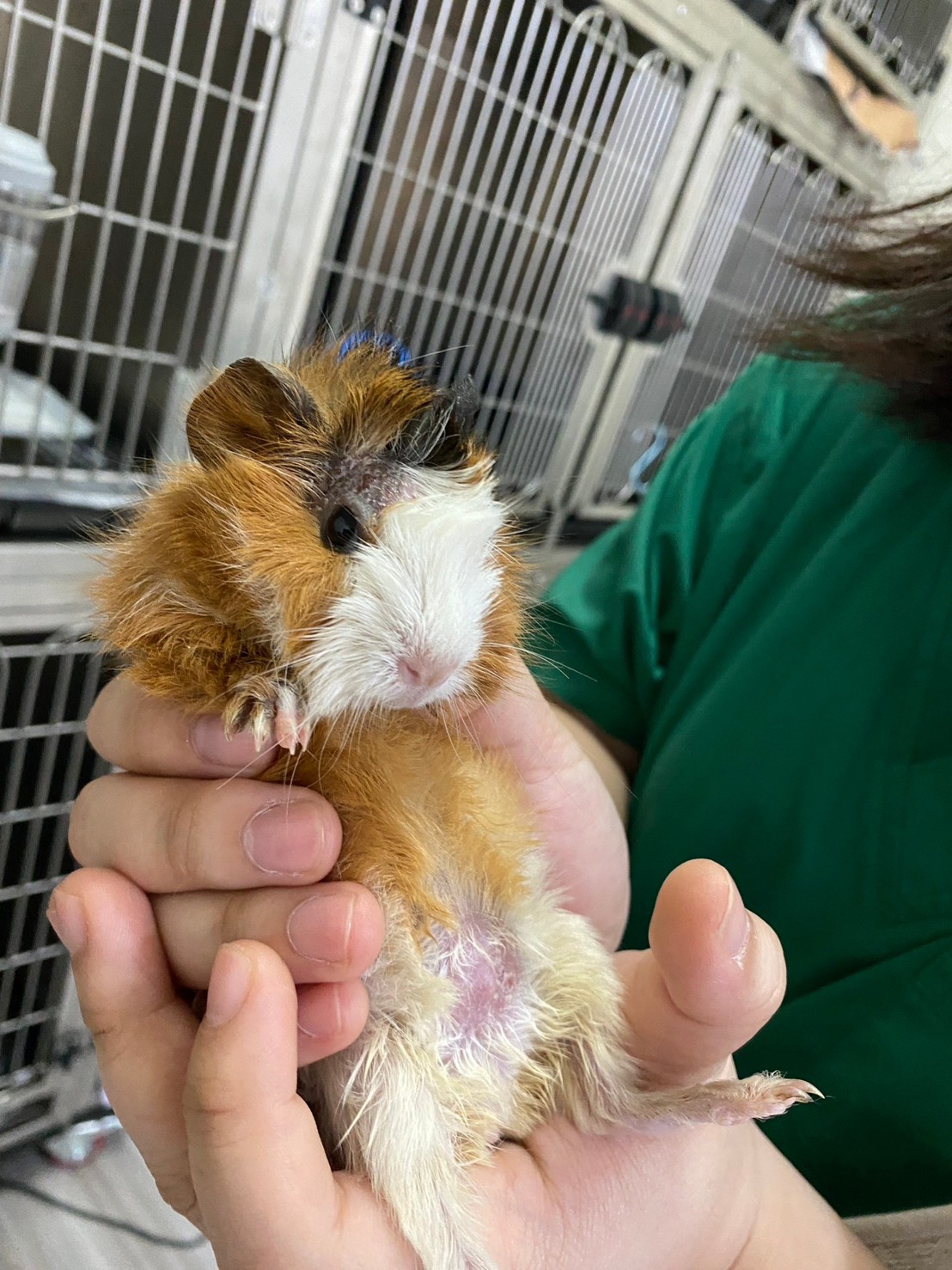Sukhumvit Animal Hospital-Punnawithi