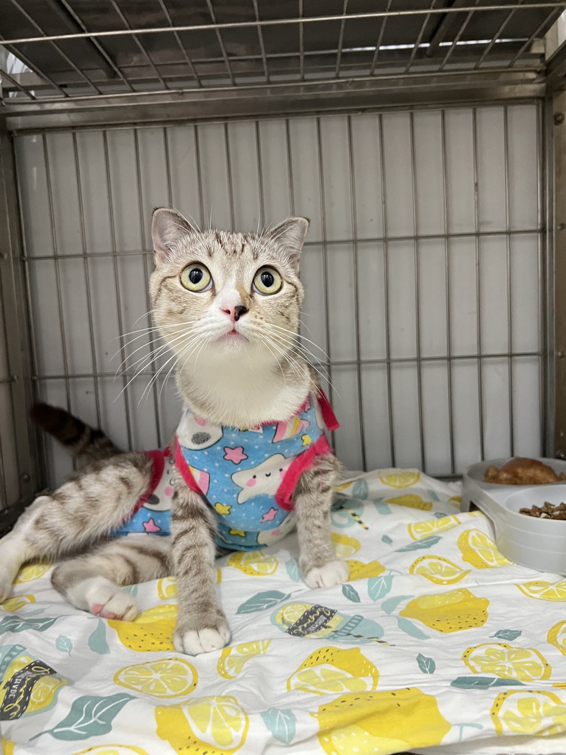 Inu Neko Pet Clinic