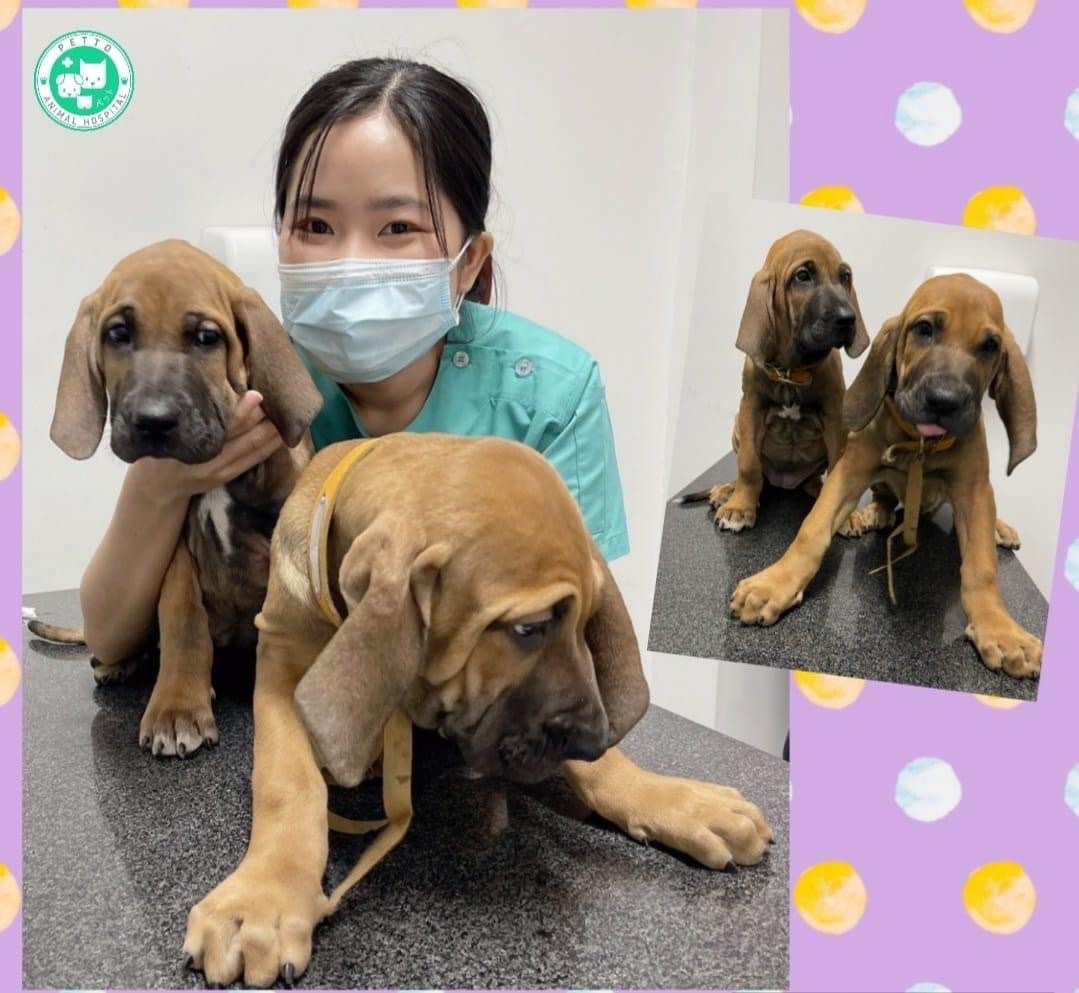 Petto Animal Hospital
