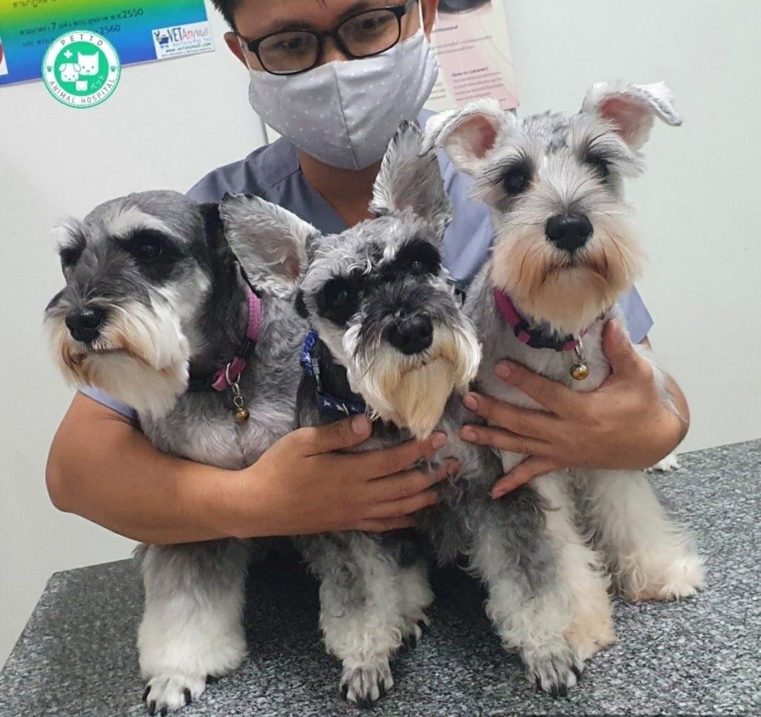Petto Animal Hospital