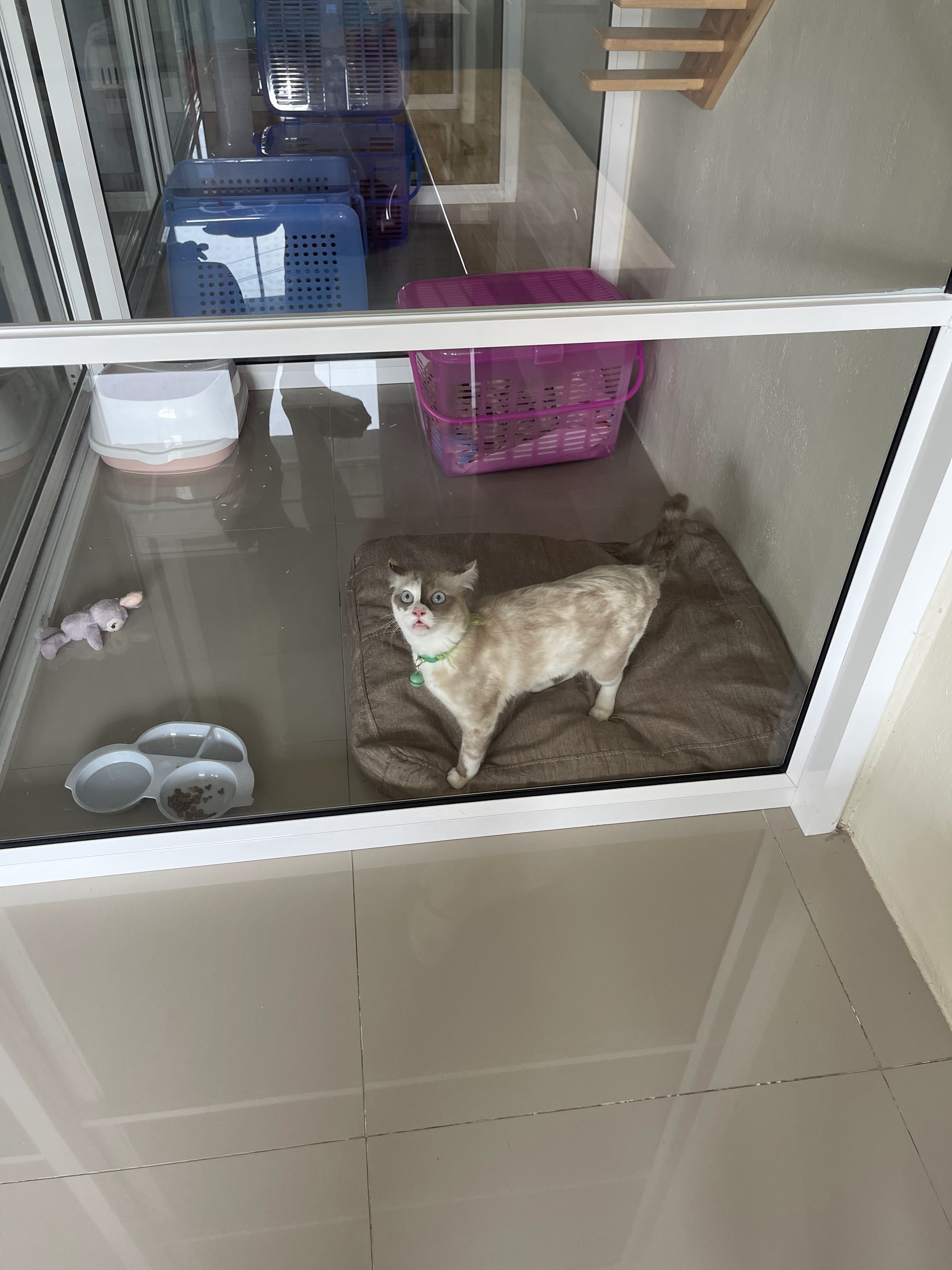 Pettel Animal Treatment Clinic