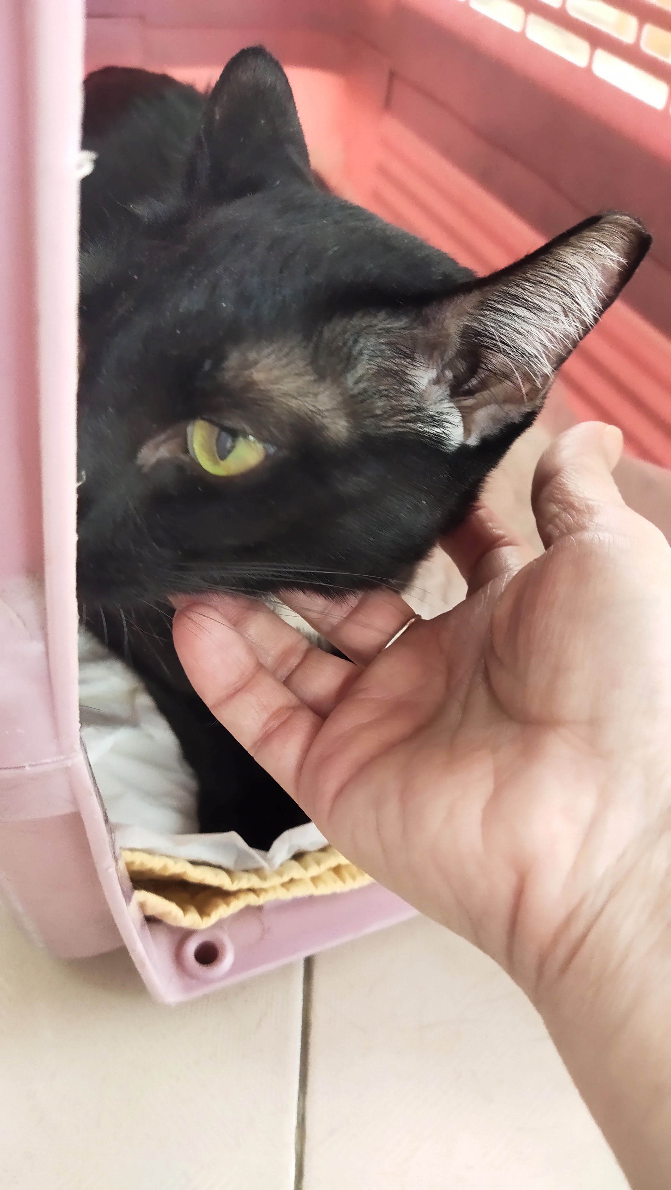 Chakrapin Animal Hospital
