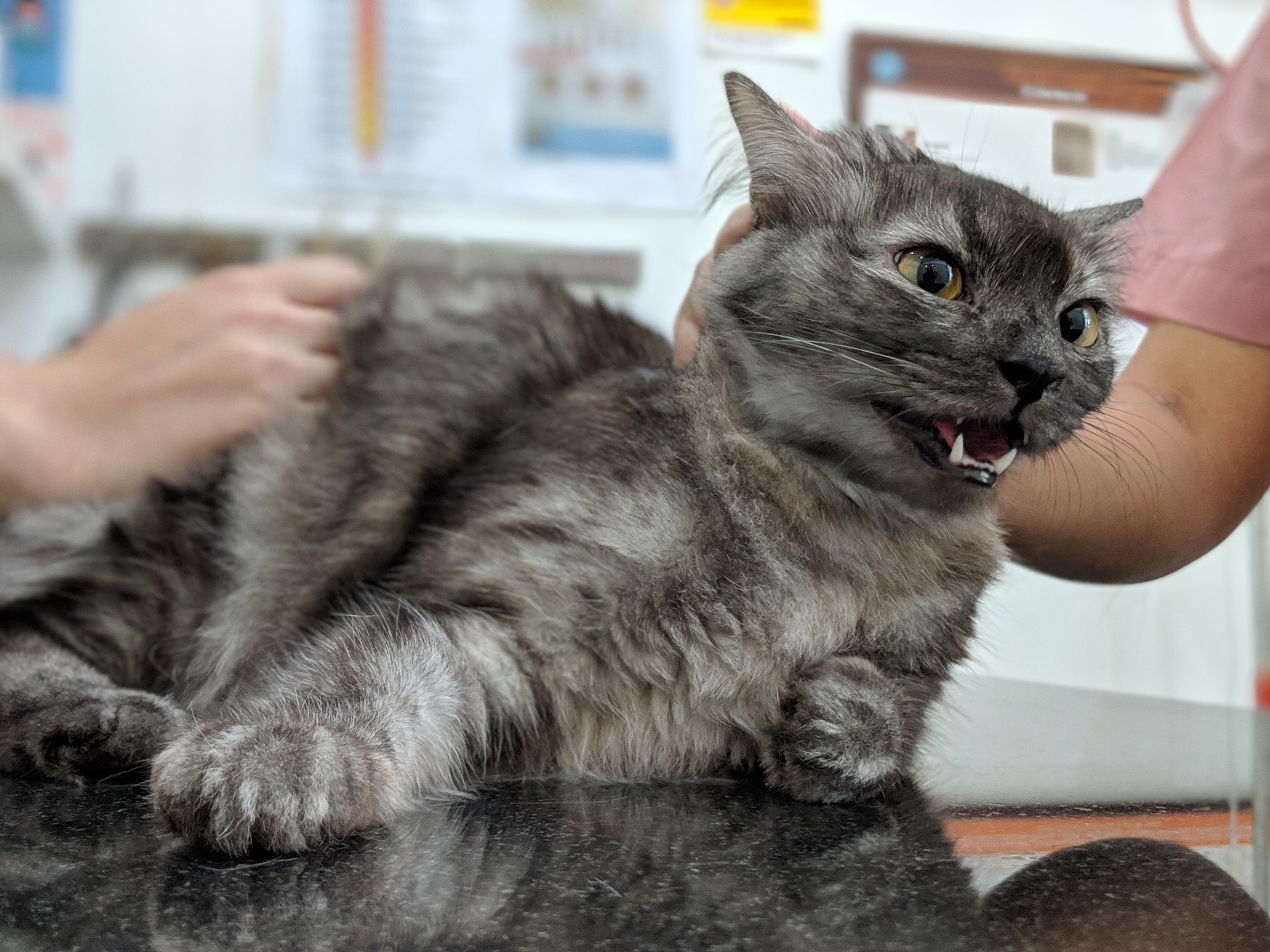 Animal Clinic