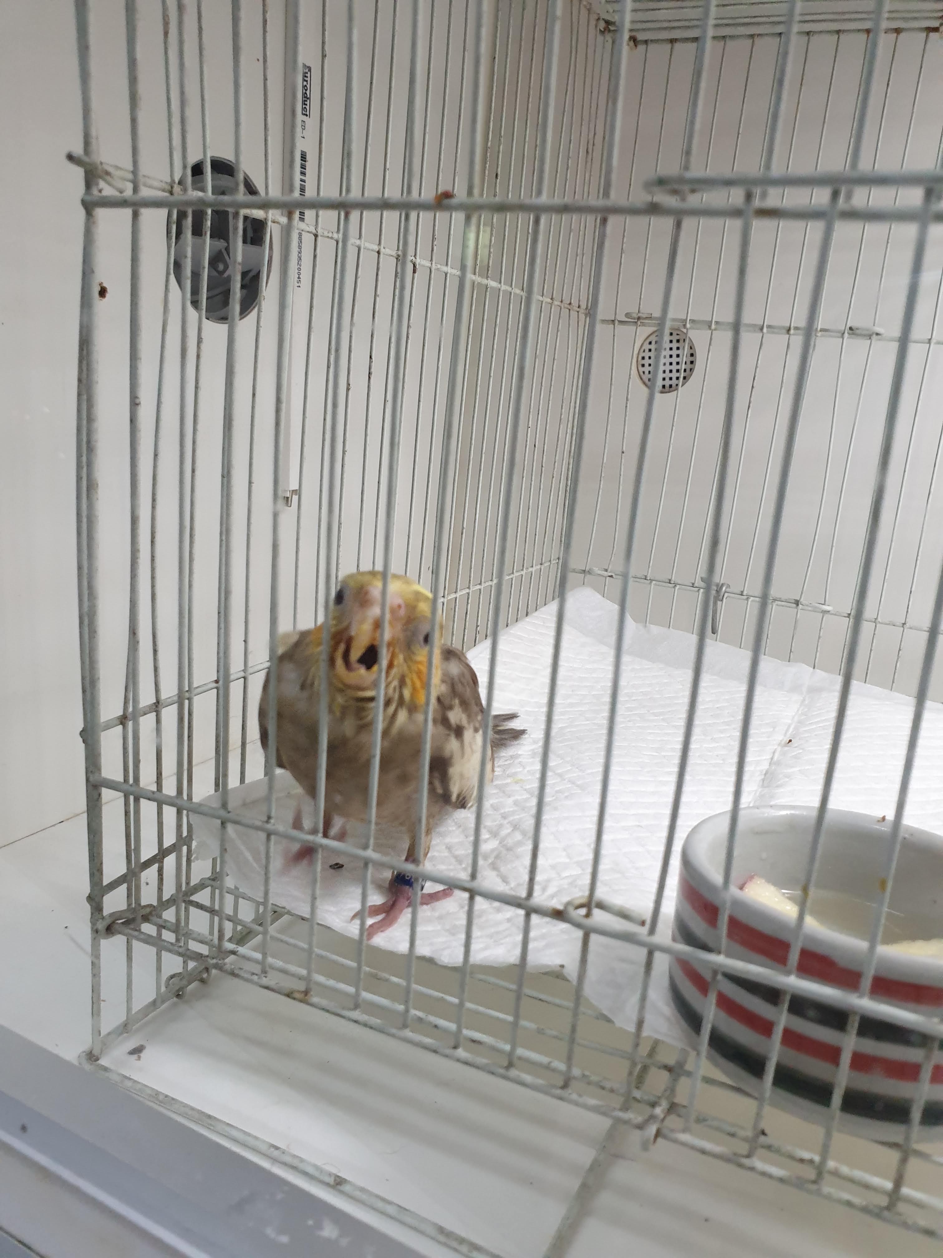 Bangmod Veterinary Animal Hospital (Treat Beautiful Poultry / Dogs / Cats / Rabbits / Turtles / Reptiles and Others)