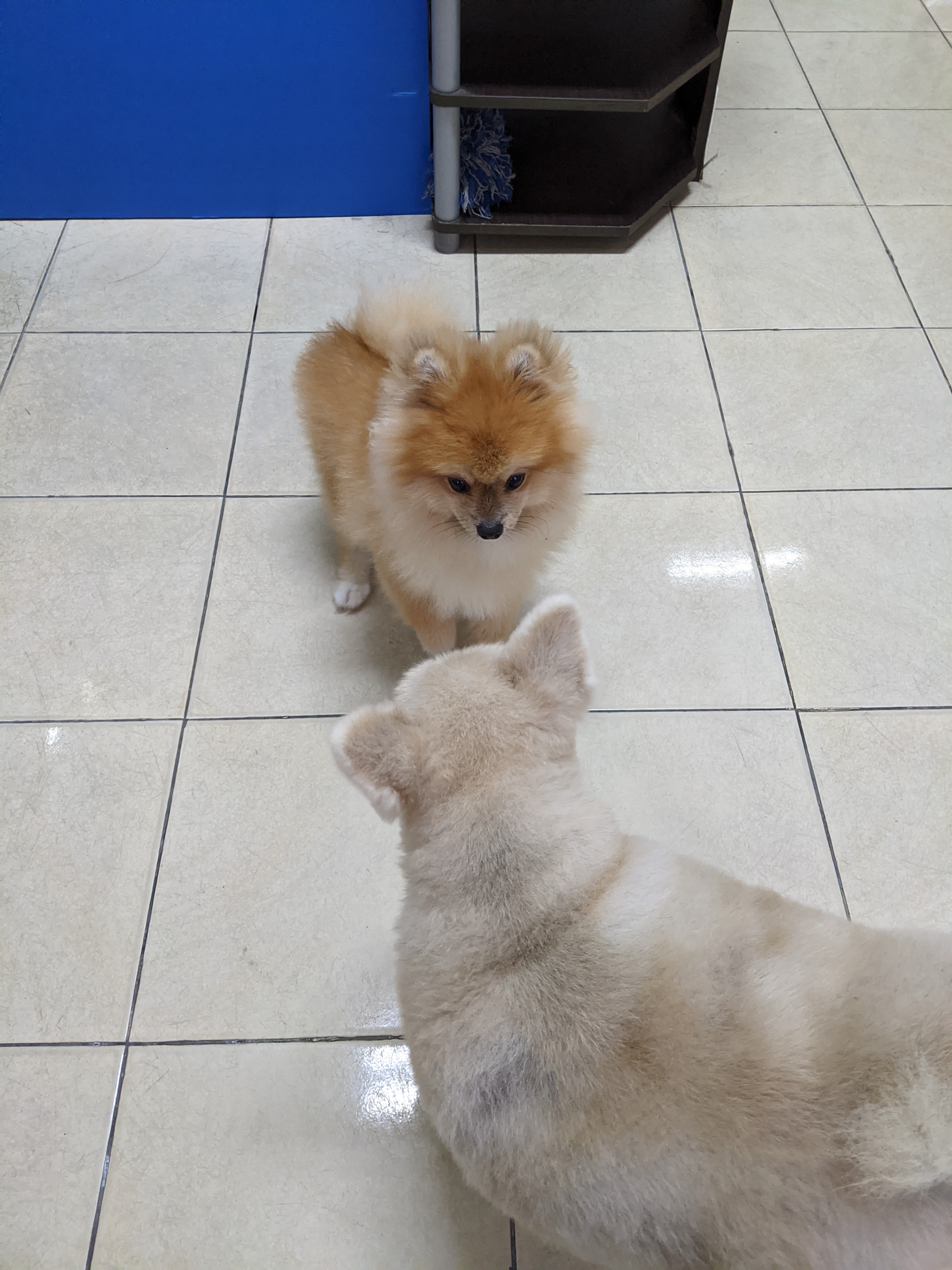 Jirasak Veterinary Office