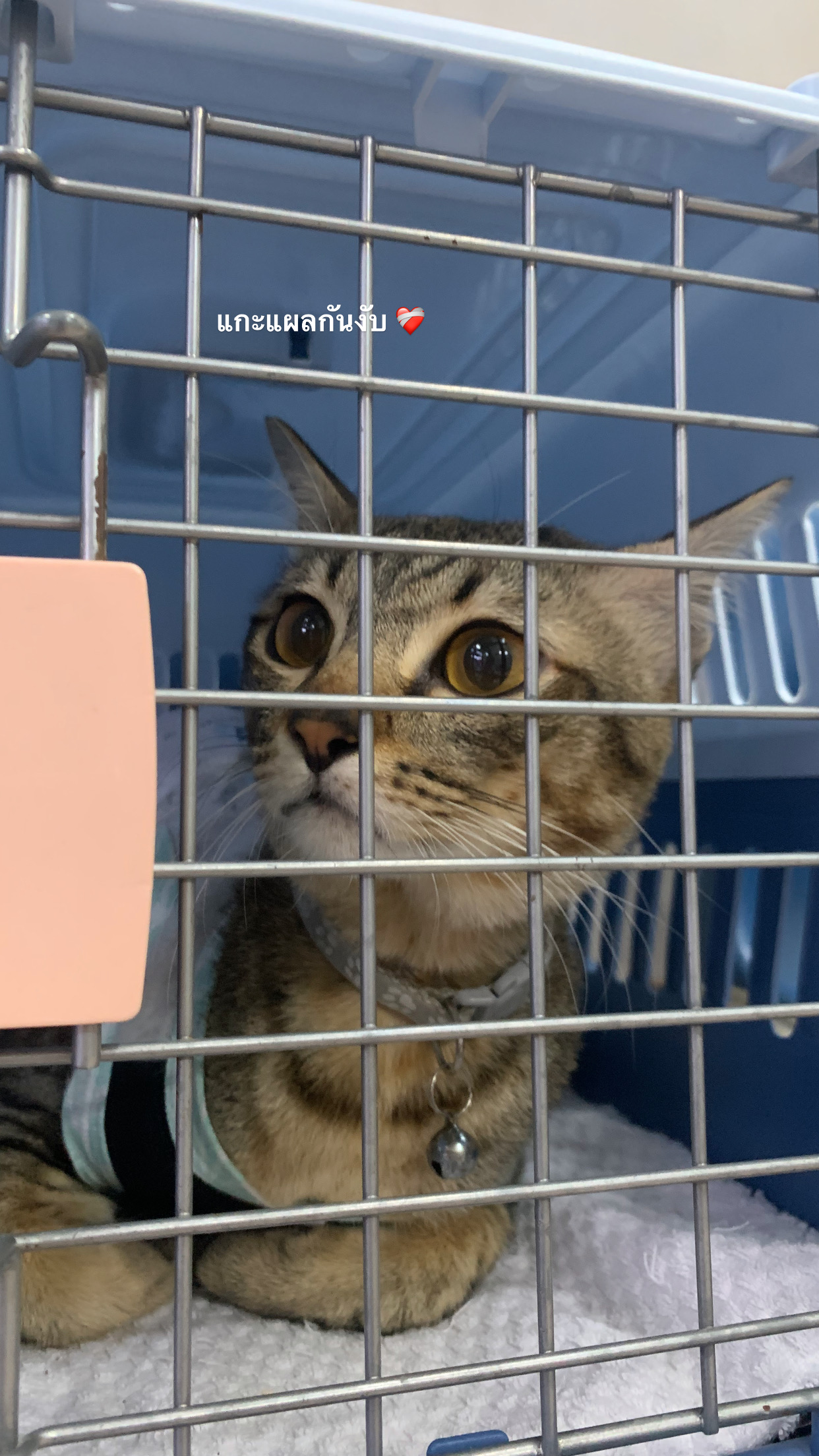 Bang Pho Veterinarian