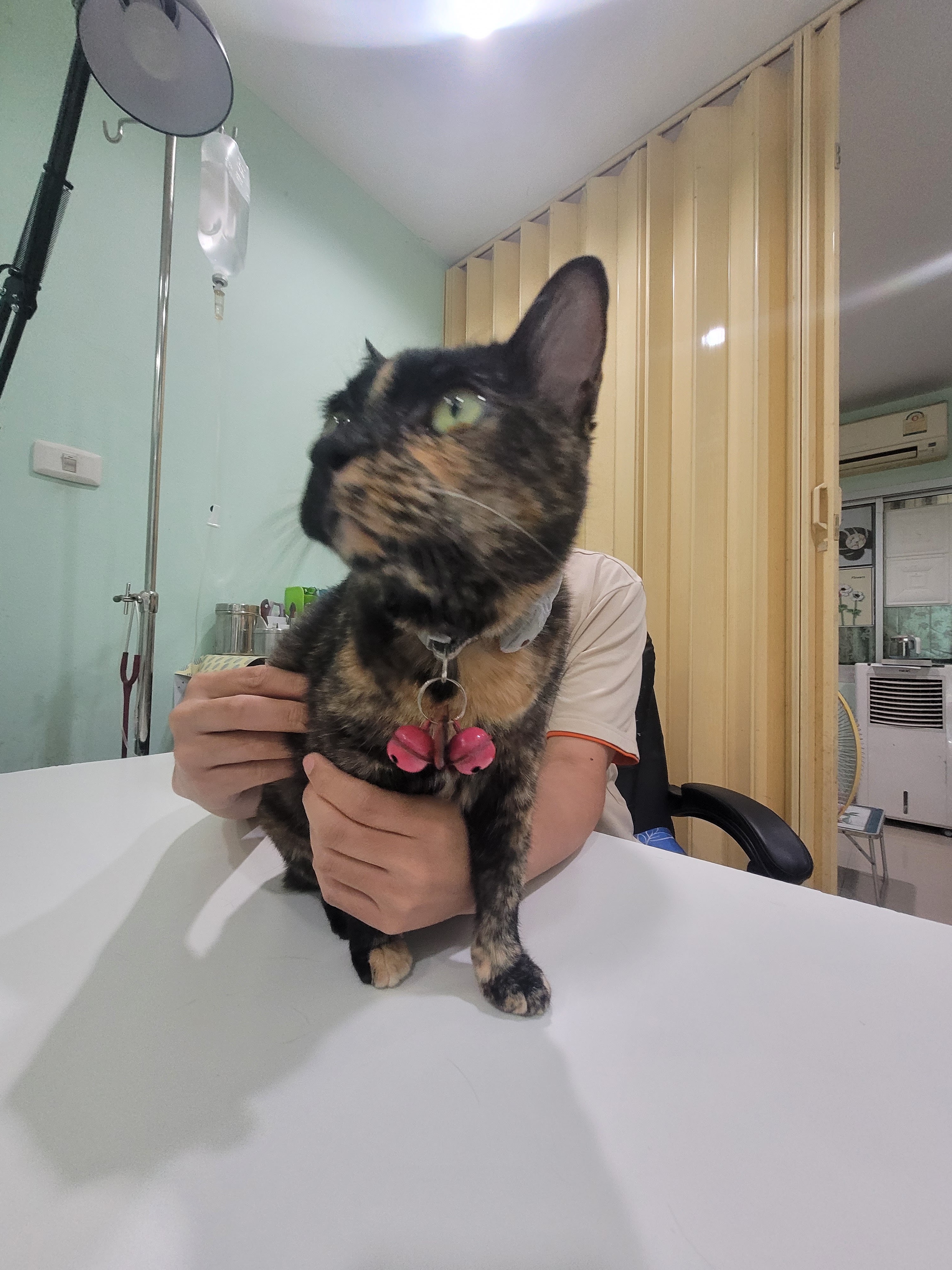 Pet Clinic N.T