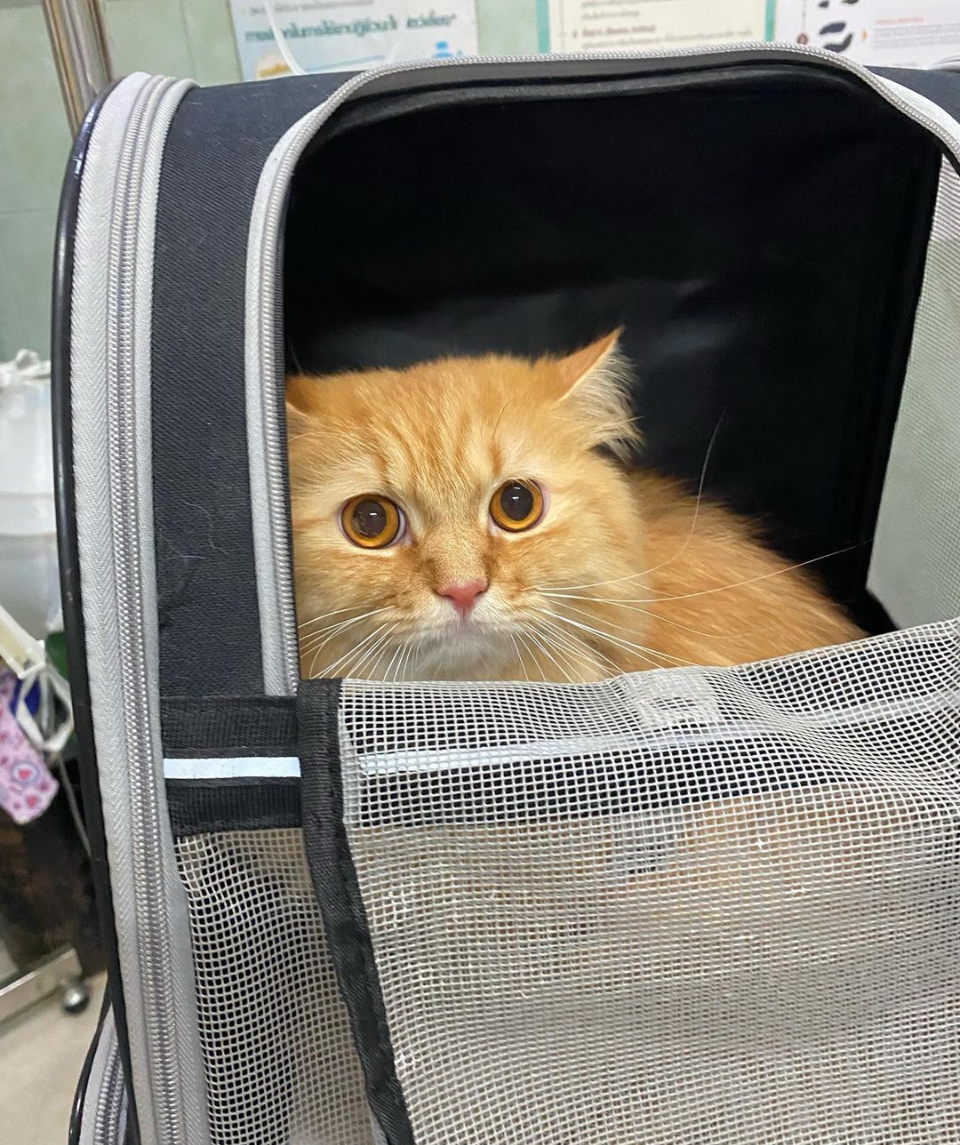 Wansai Animal Hospital