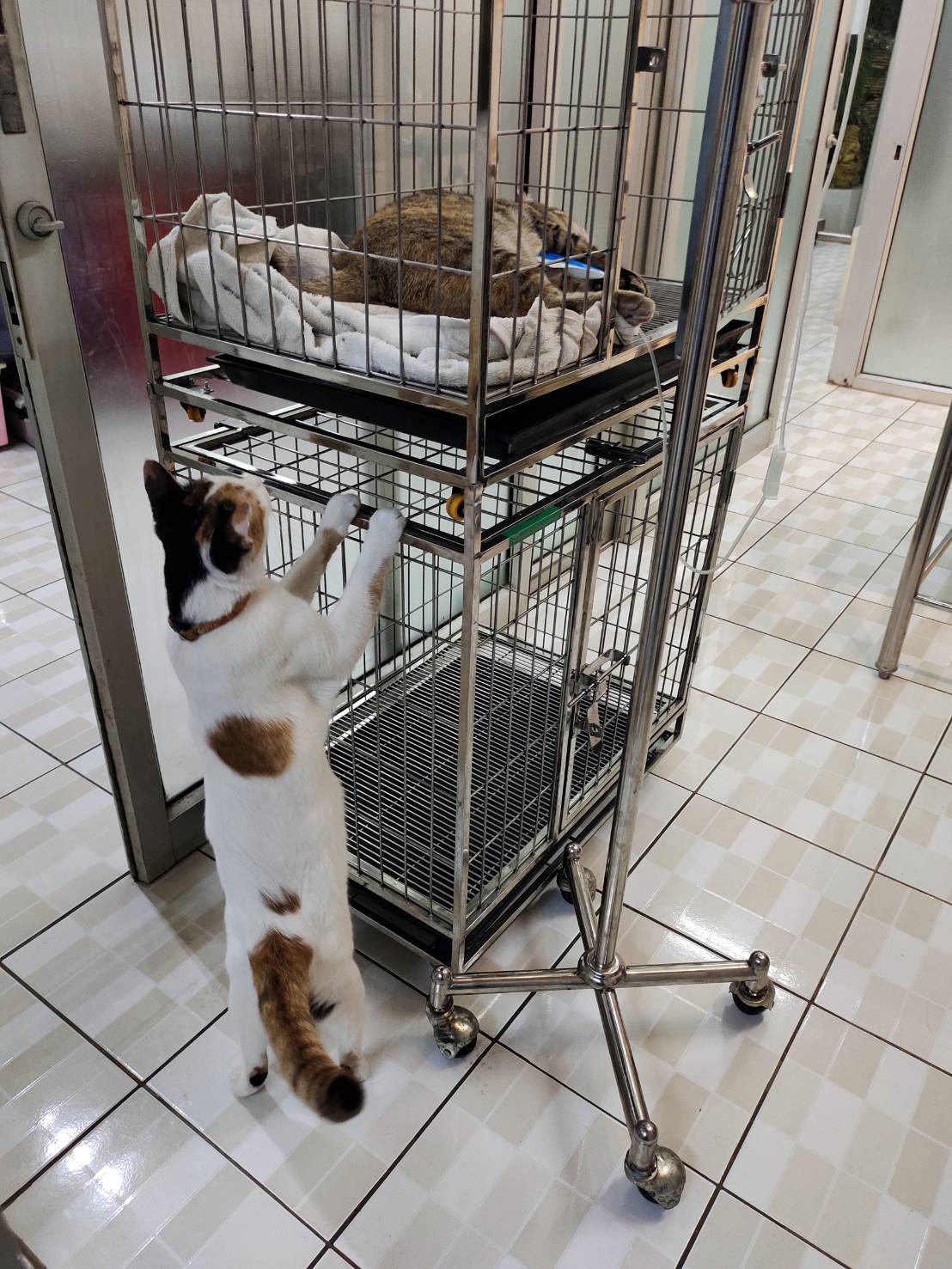 Kanoknit Animal Clinic