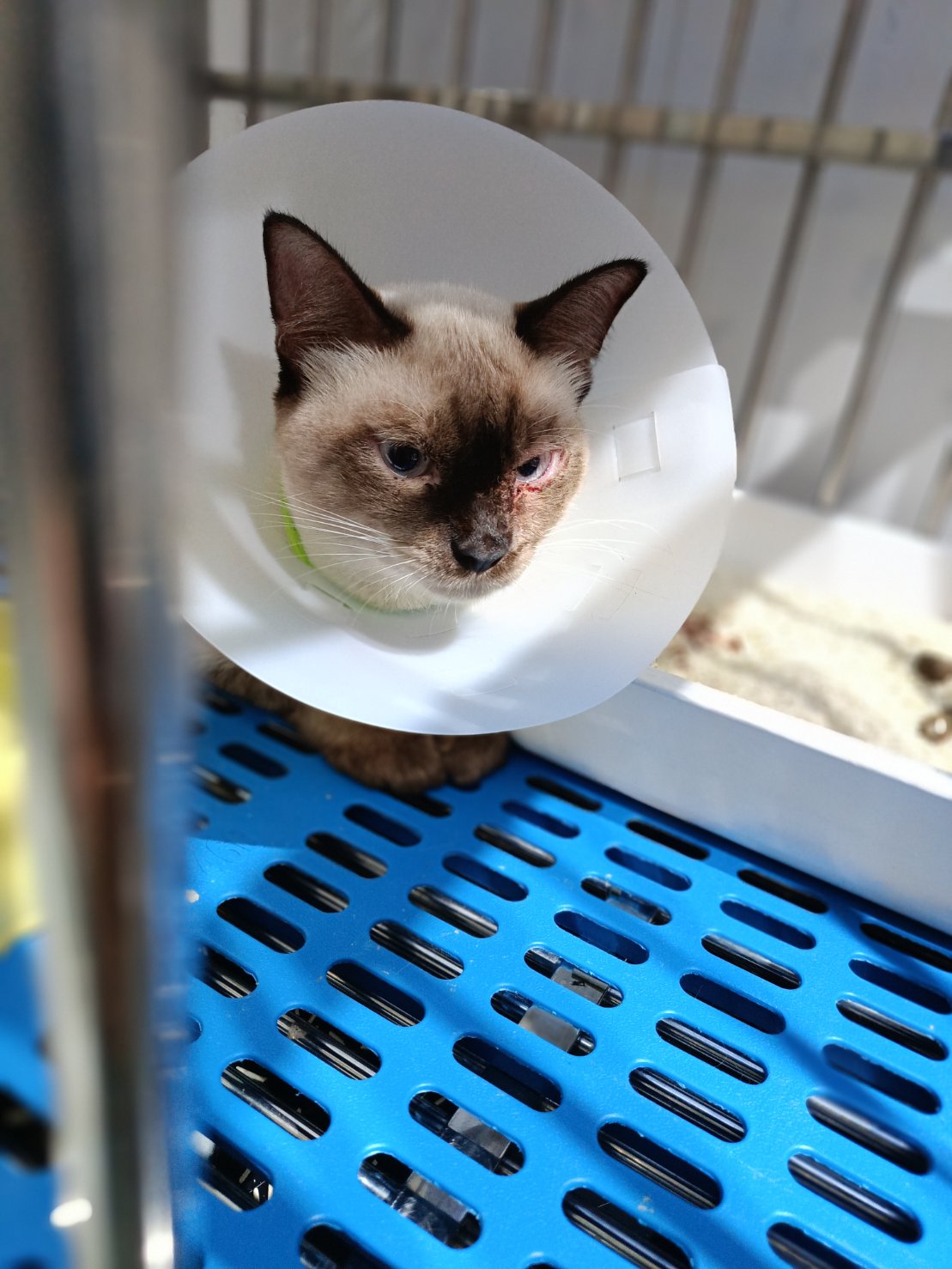 Kanoknit Animal Clinic