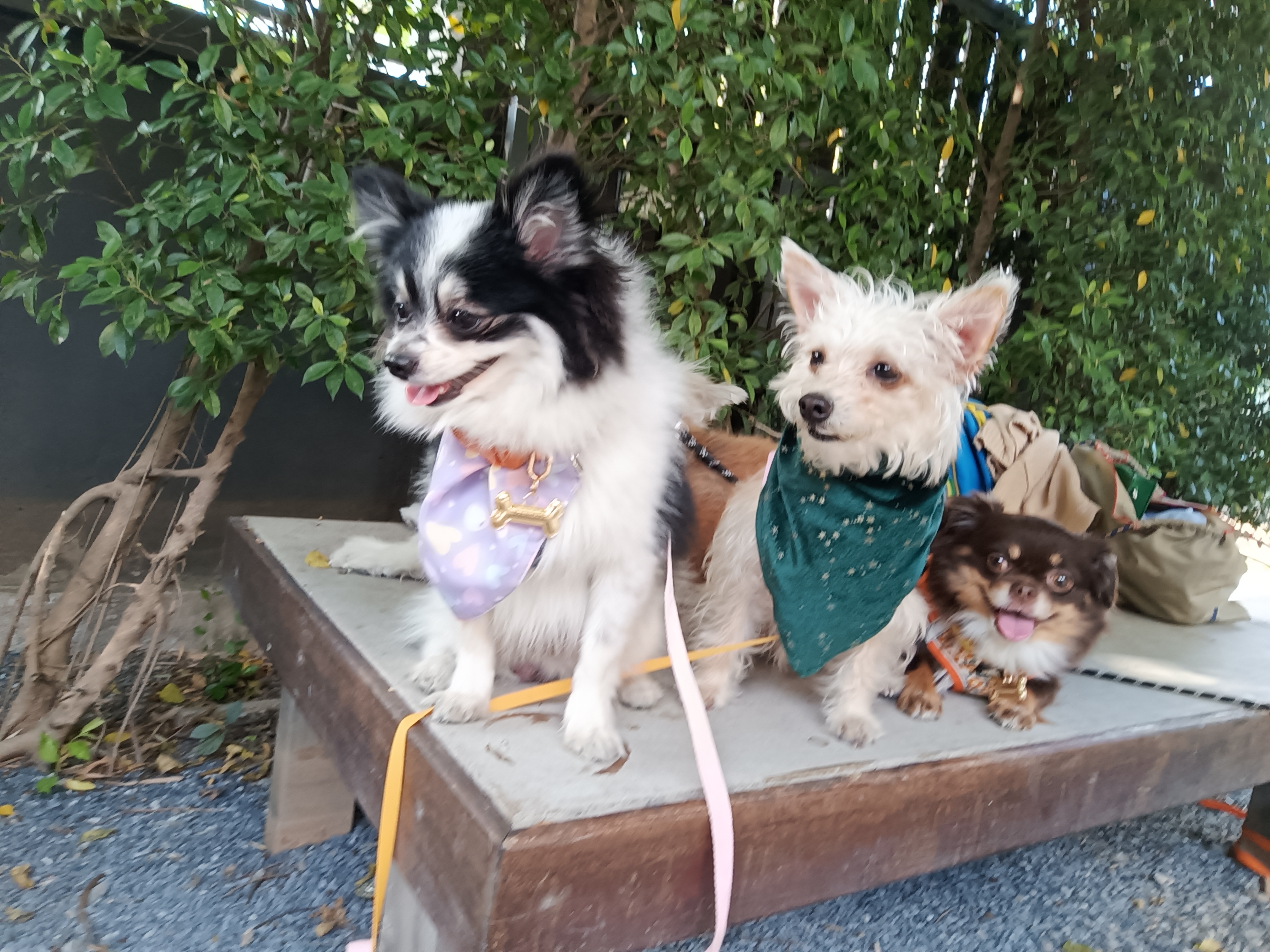 Replenishing the heart of animal care